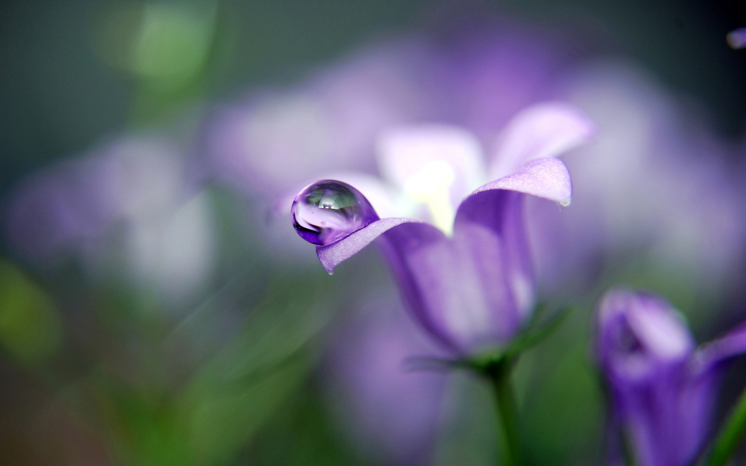 природа роса цветок фиолетовый бесплатно