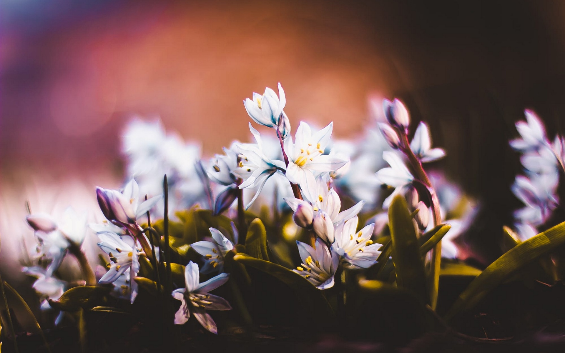 квиати, квиатки, гости