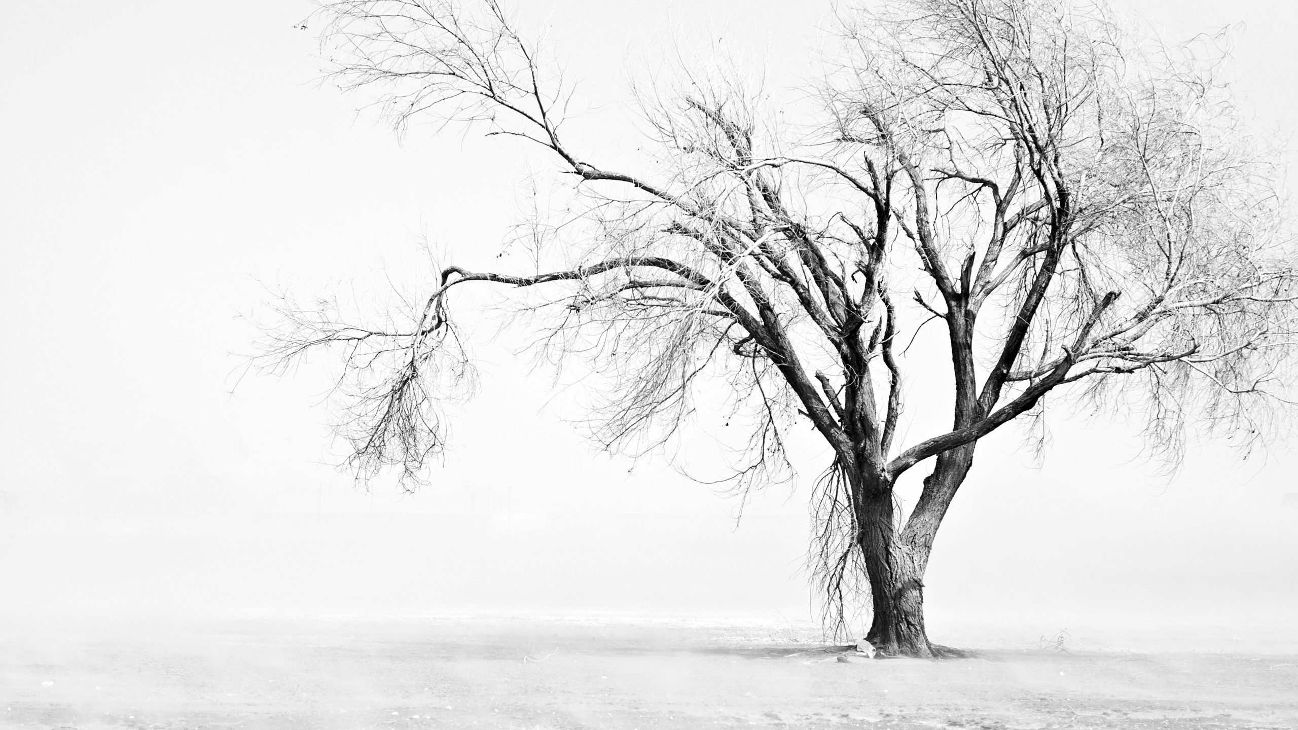 дерево снег tree snow бесплатно