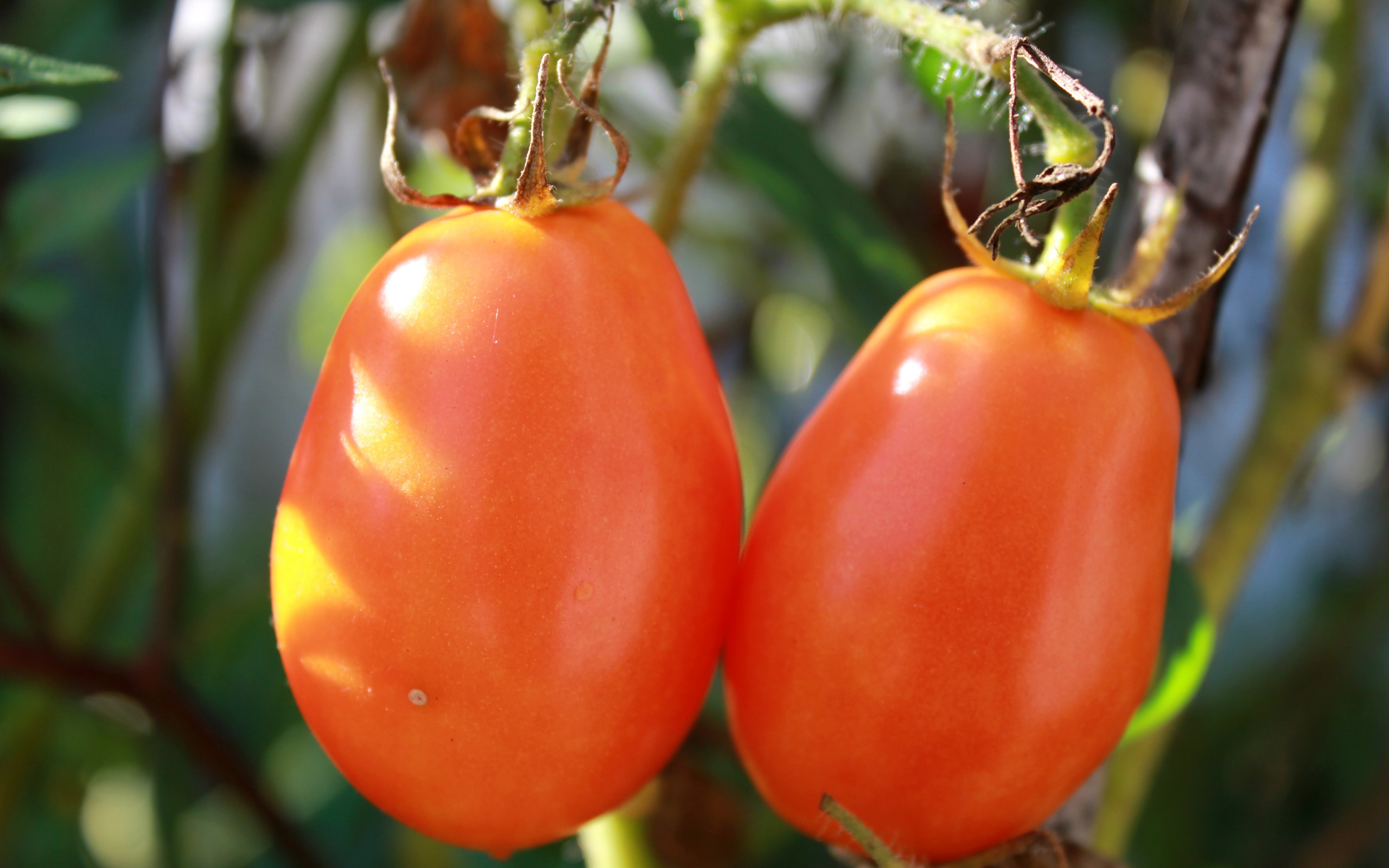 помидоры, семена, сад