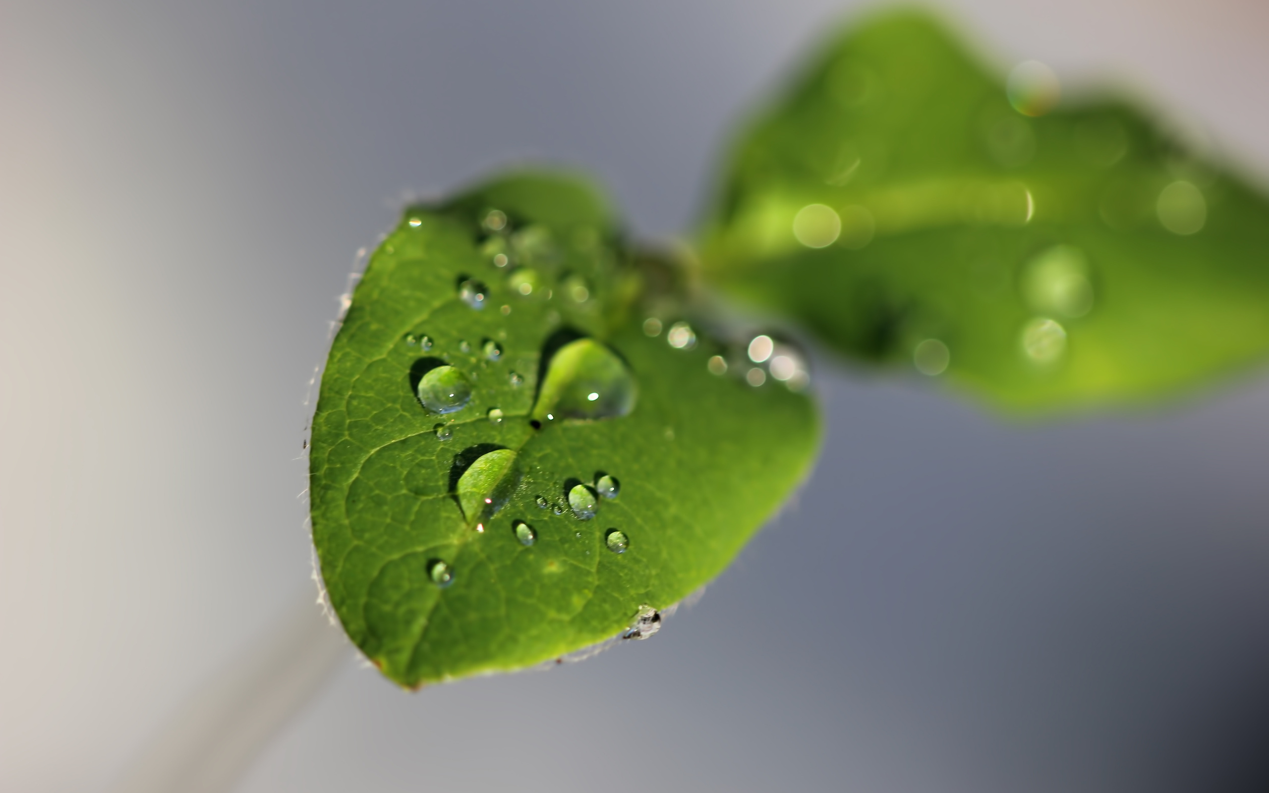 waterdrops, heart, tweet
