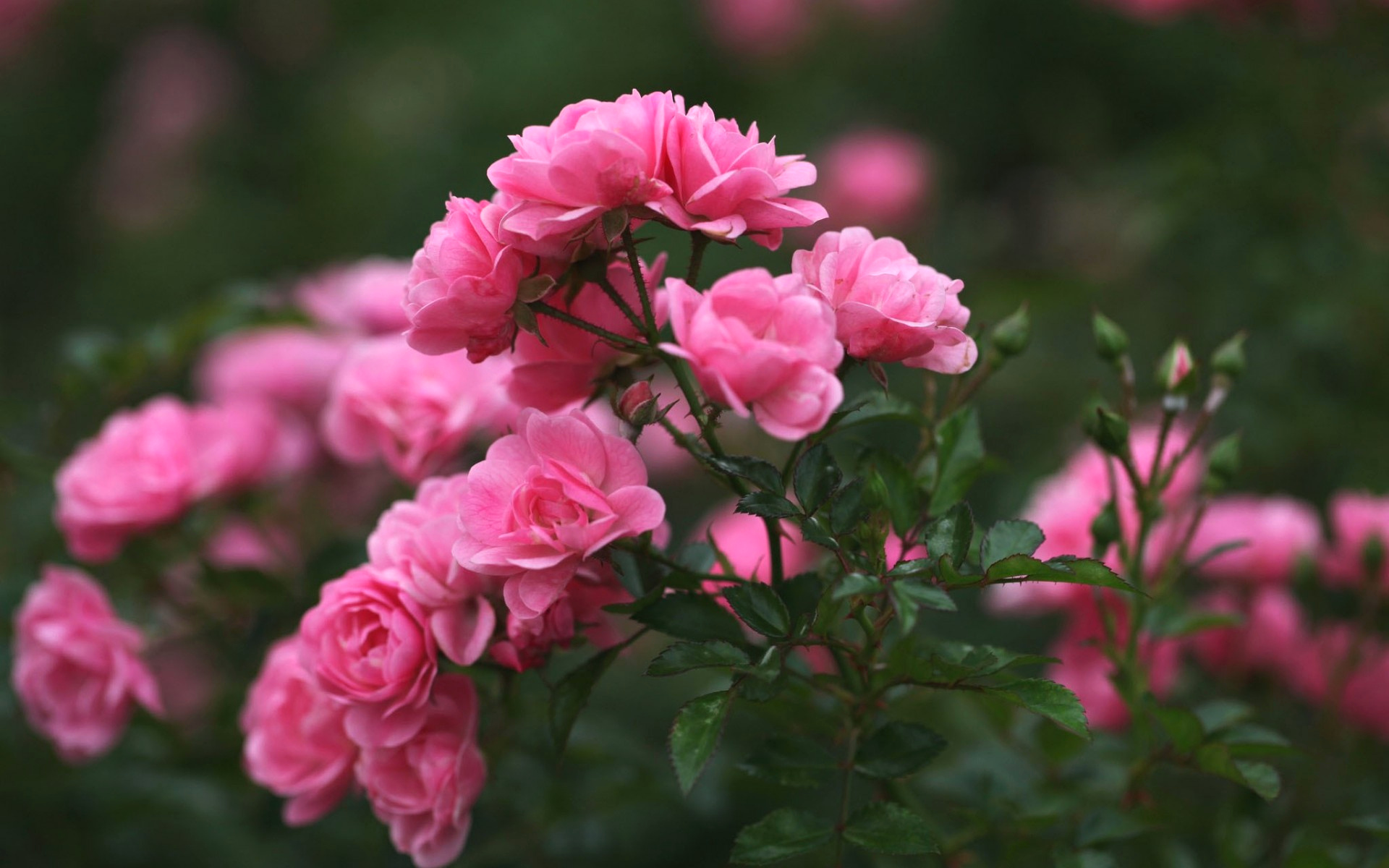 rosas, флоры, lindas