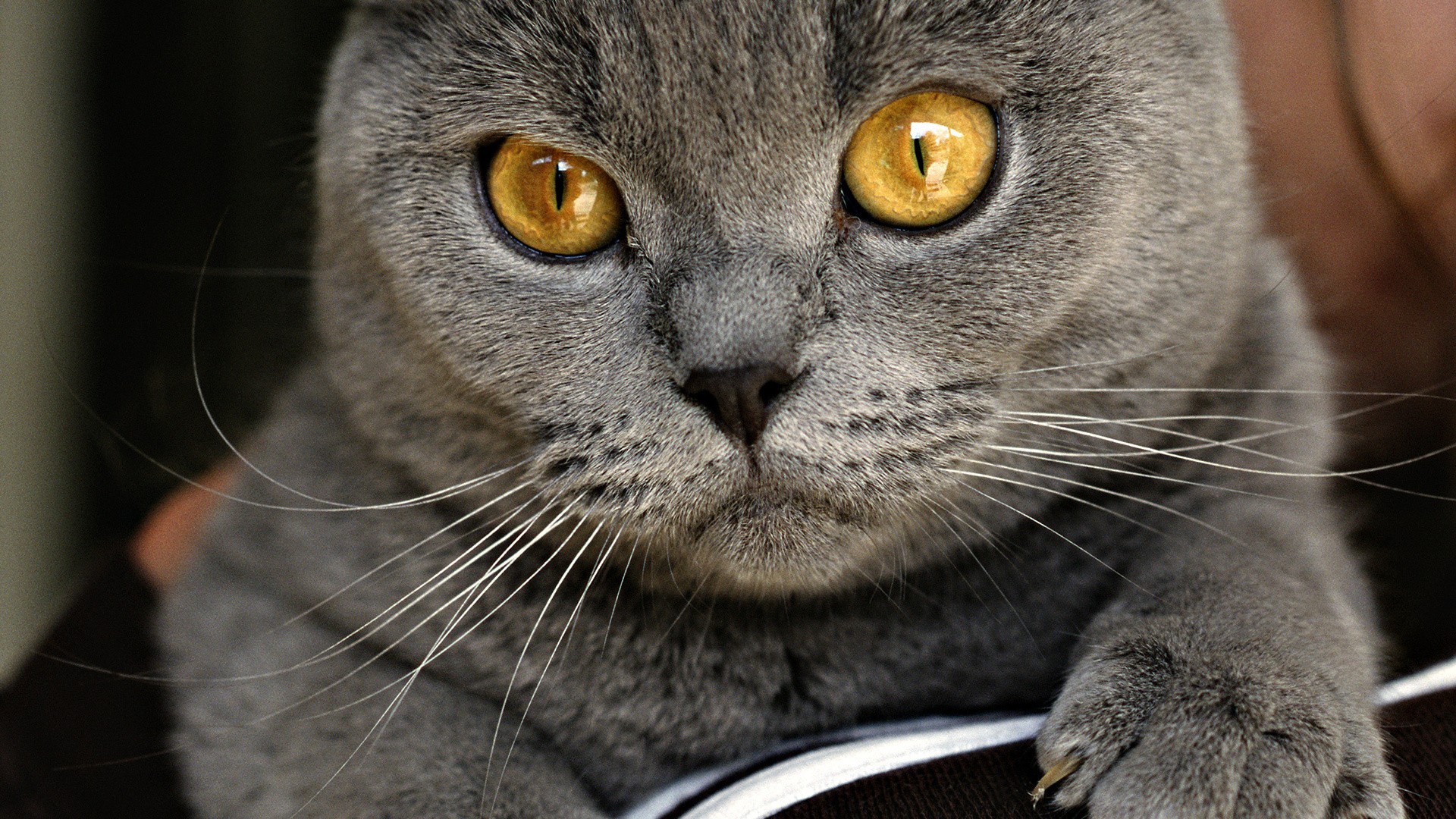 кот