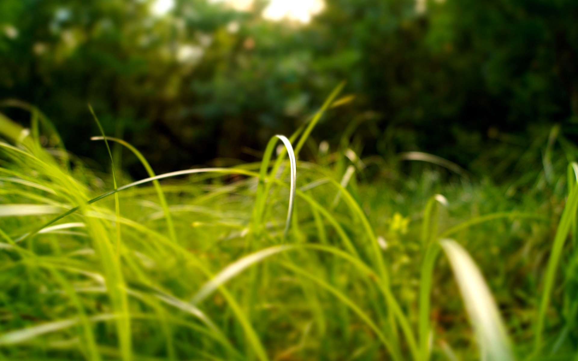 grassland, russian, reverso