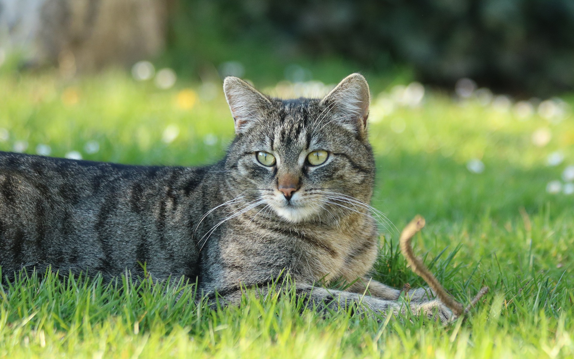 животное, домашнее