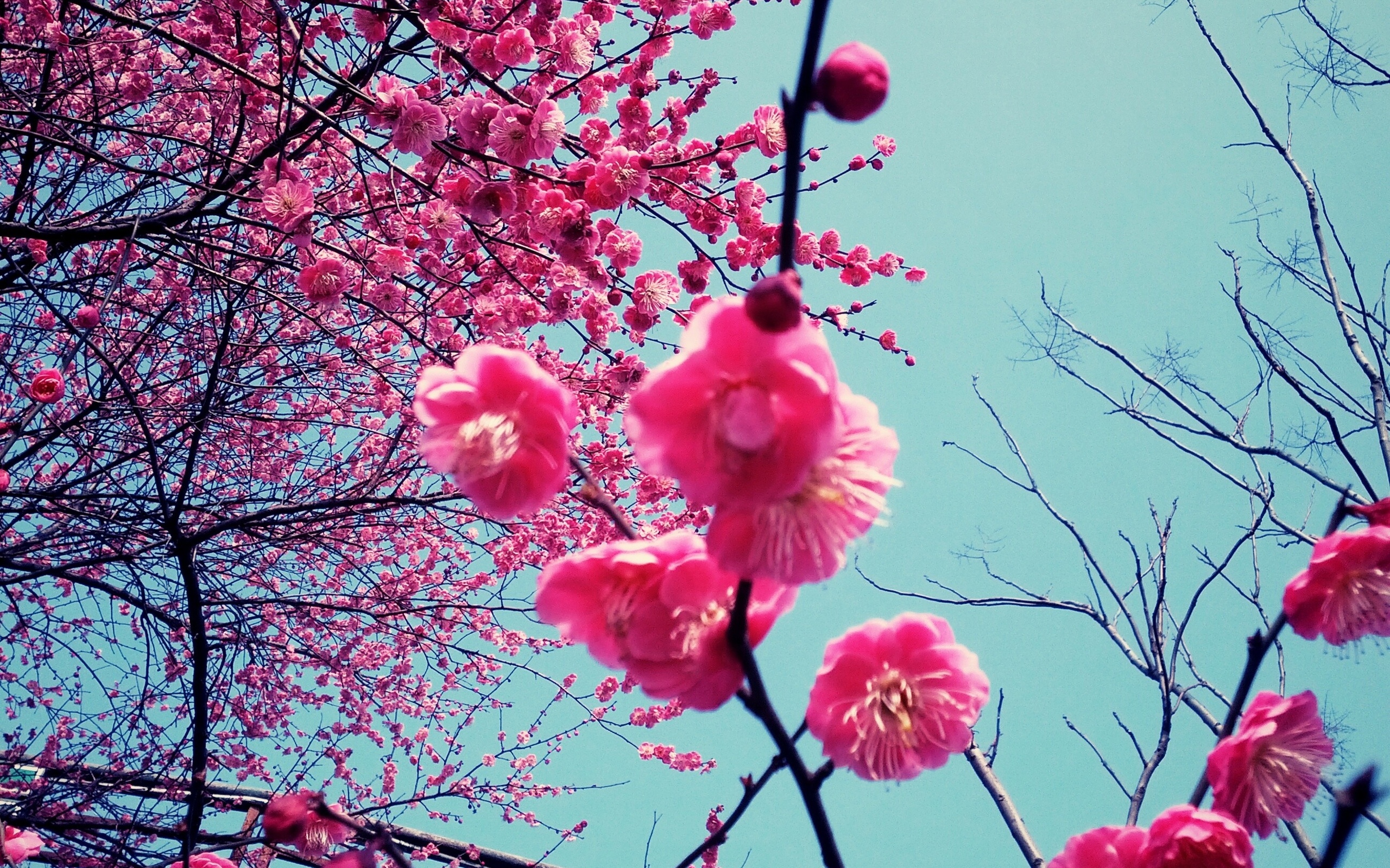 Фото весны красивые на заставку на телефон. Японская слива цветение. Саккура. Сакура Тисима. Япония Сакура.