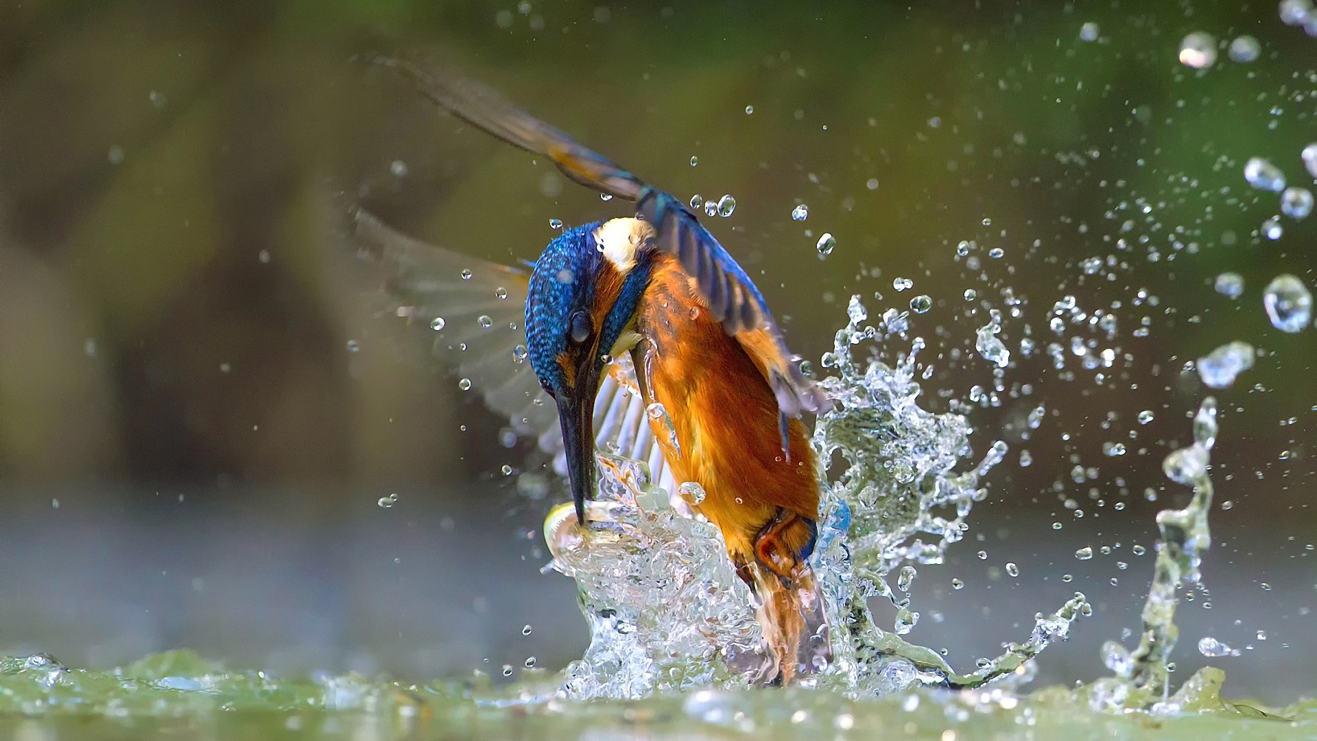 kingfisher, обыкновенный, плесень