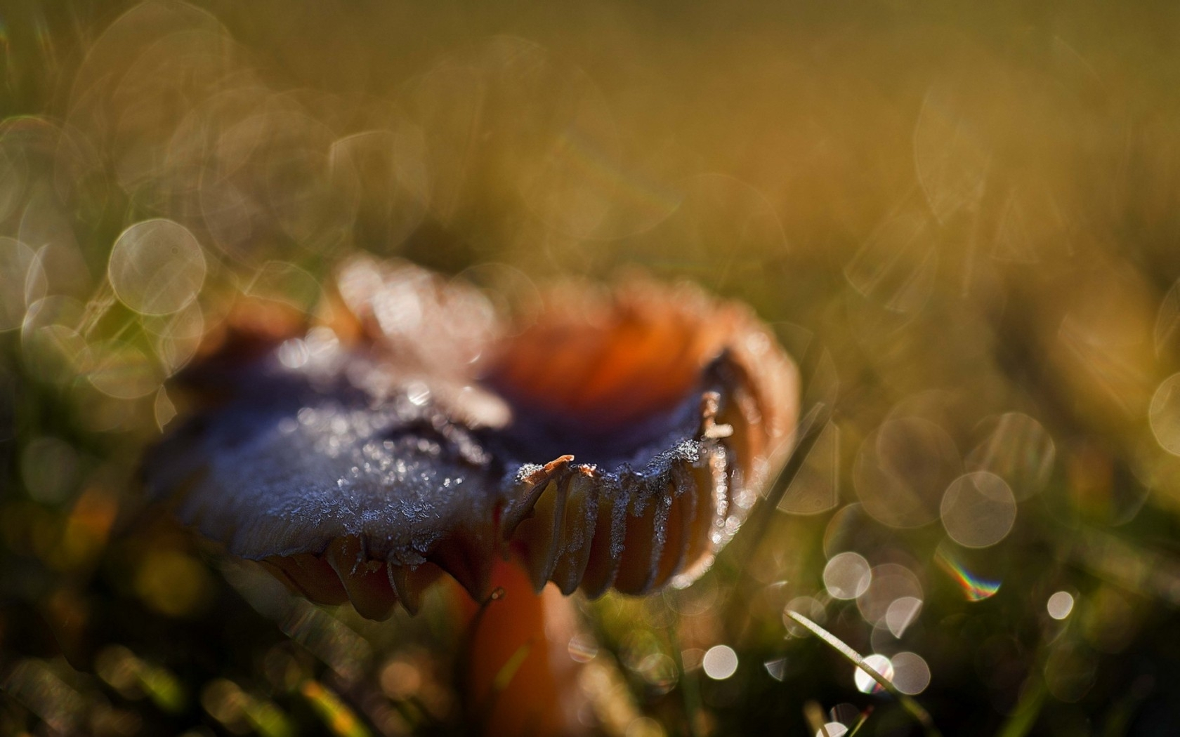 макро, гриб