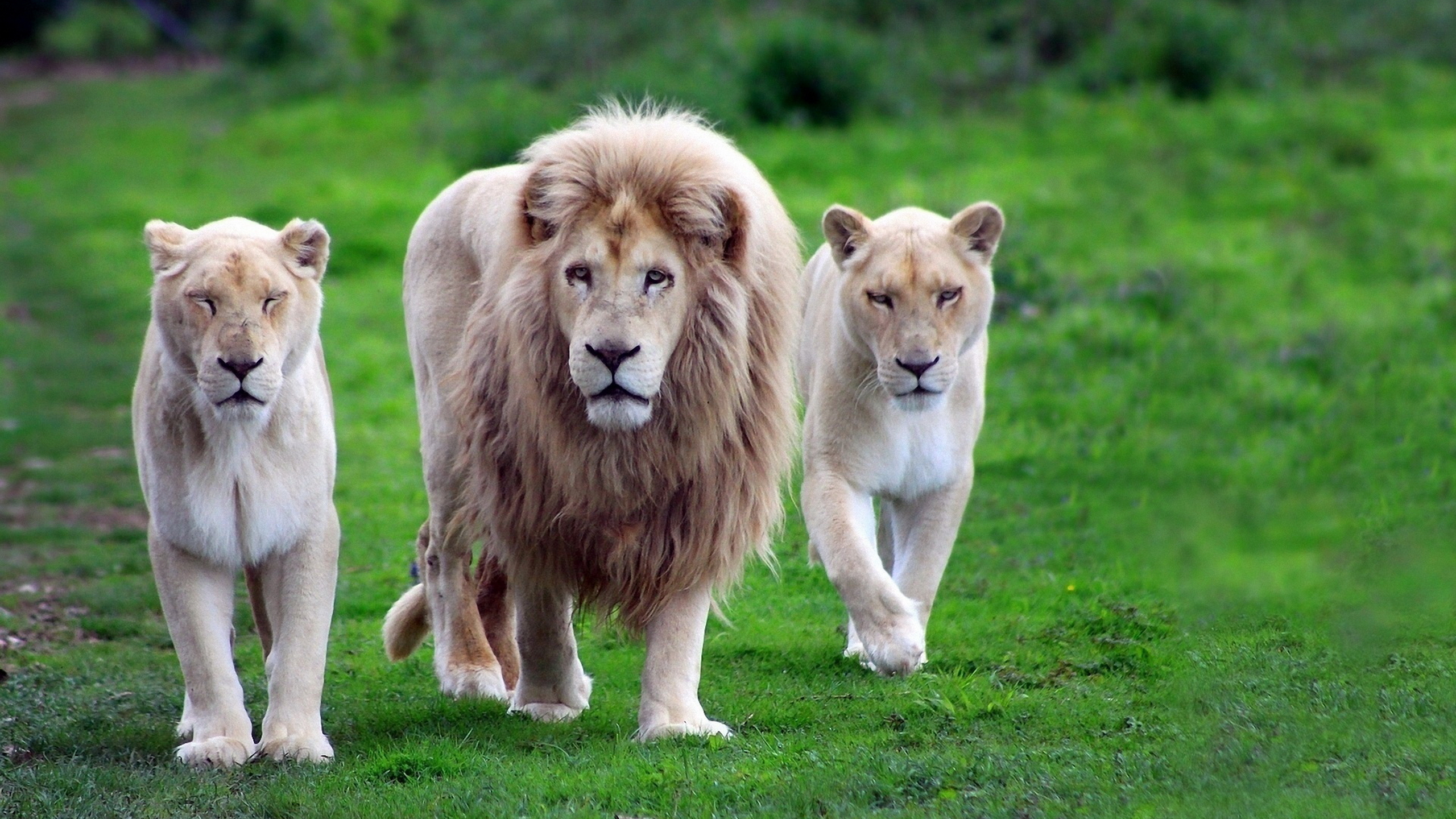 лев львица трава скачать