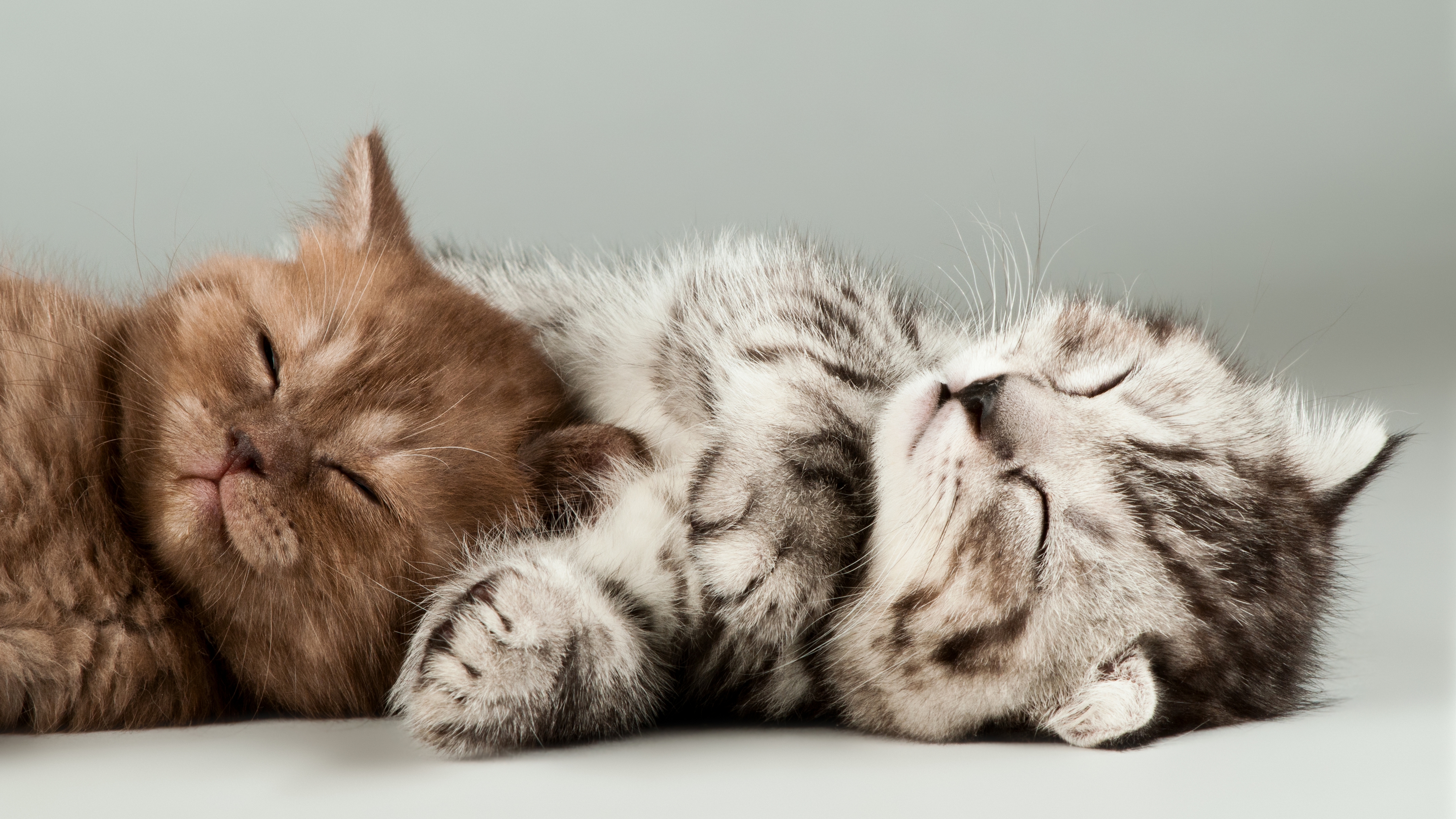 котики, люди, котенок