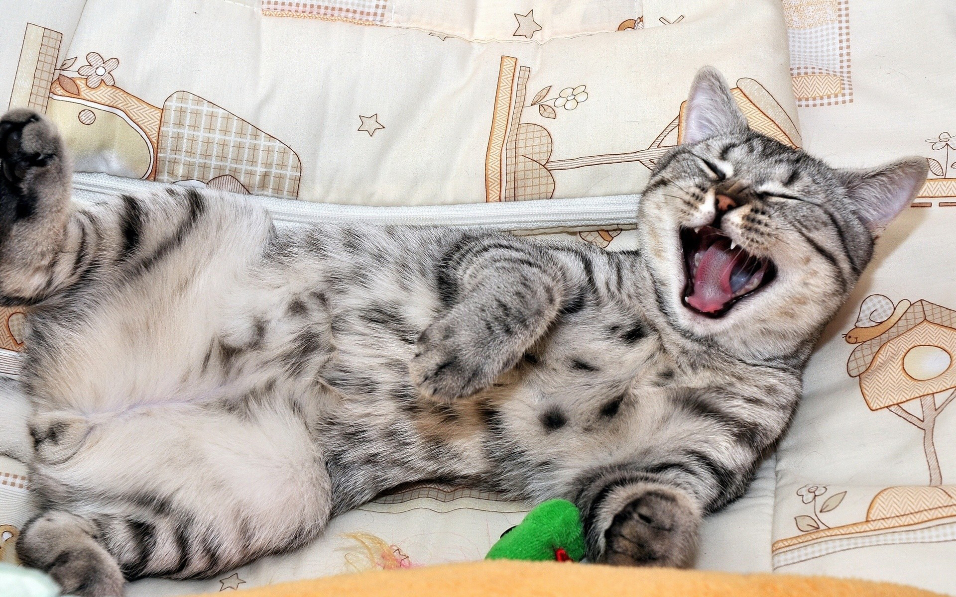 коты, зевающие, зевают