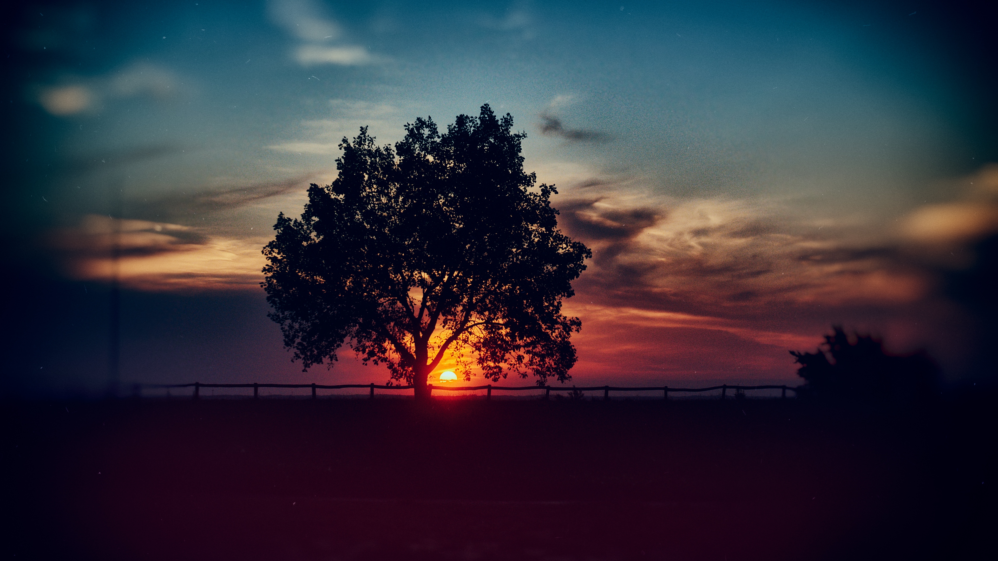 zakat, древесина, oblako