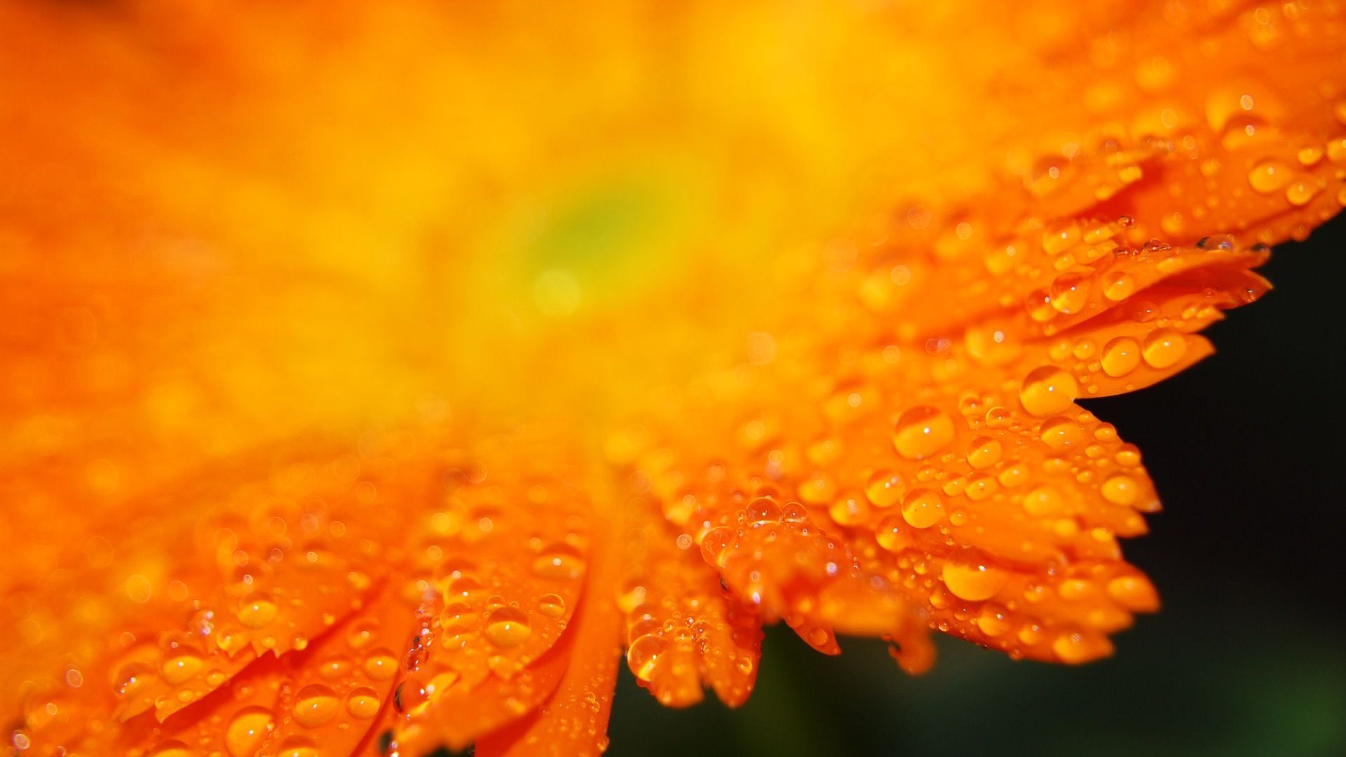 оранжевый, abrakadabra, цветы