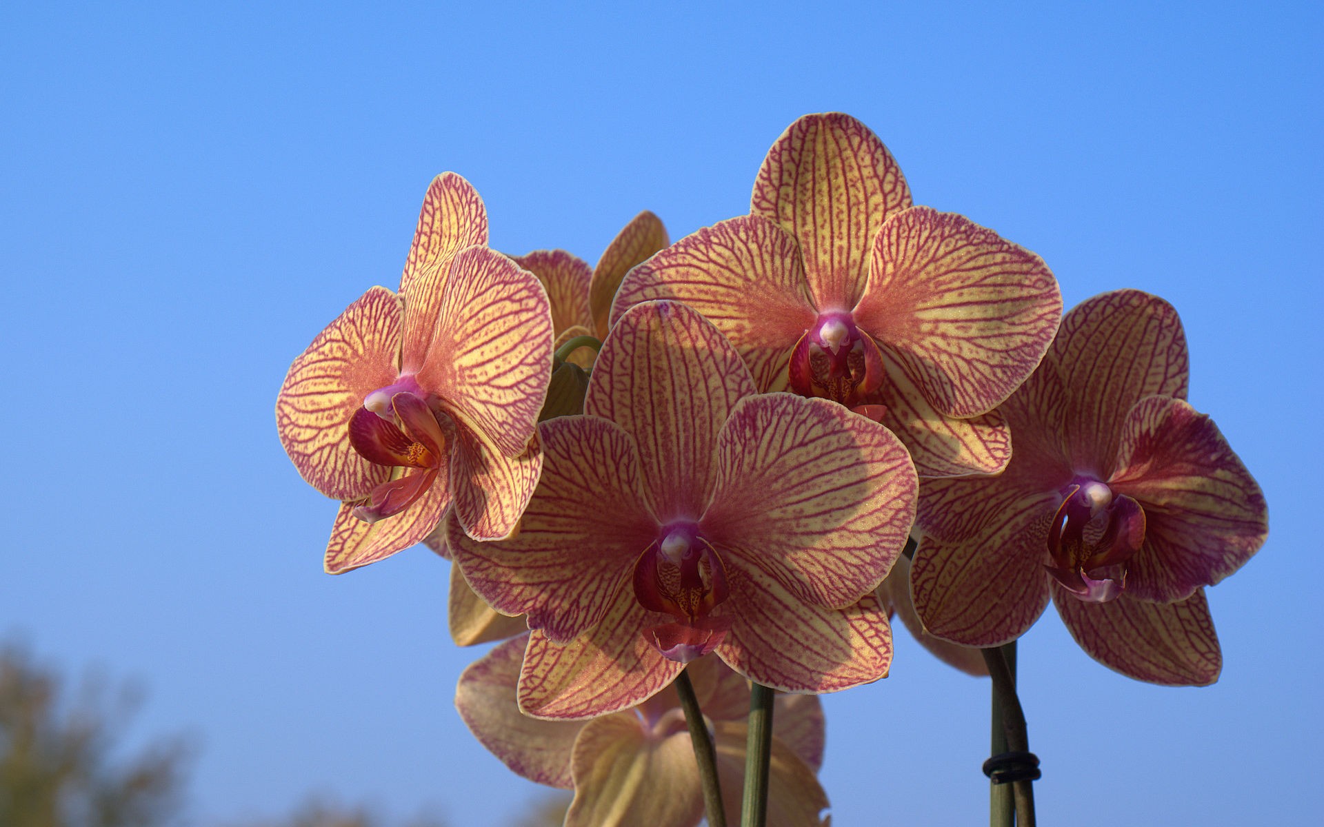 cielo, орхие, orquídeas