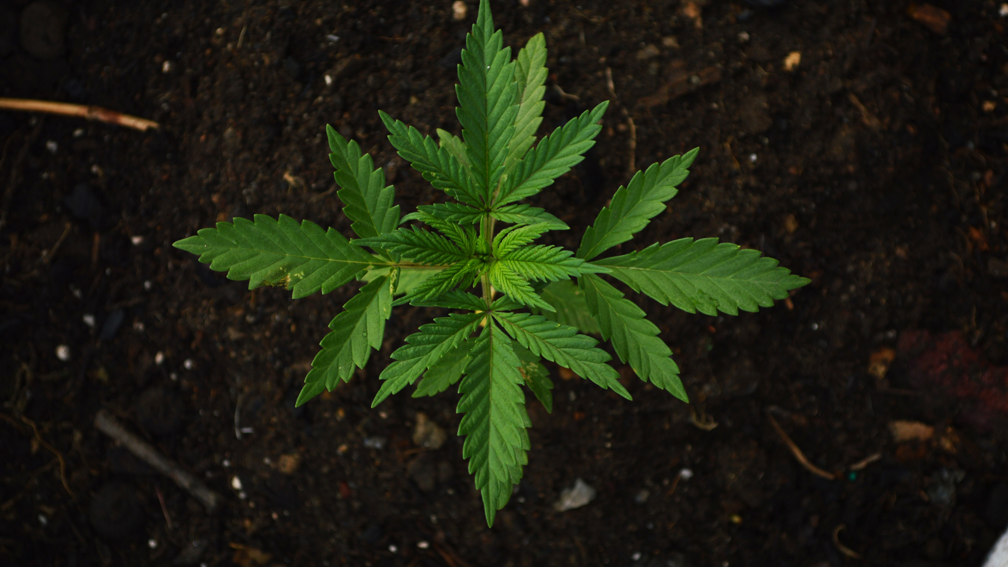 конопля, листва, растение