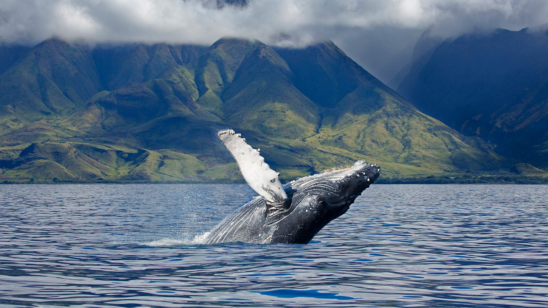 кит, humpback
