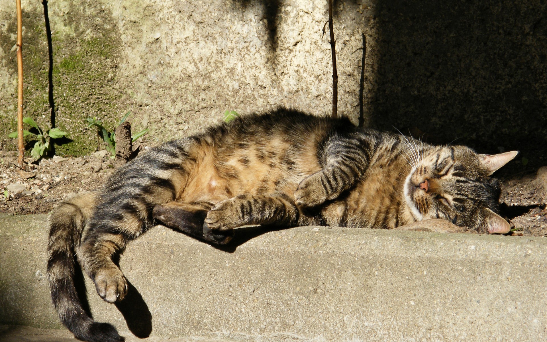 кот спит