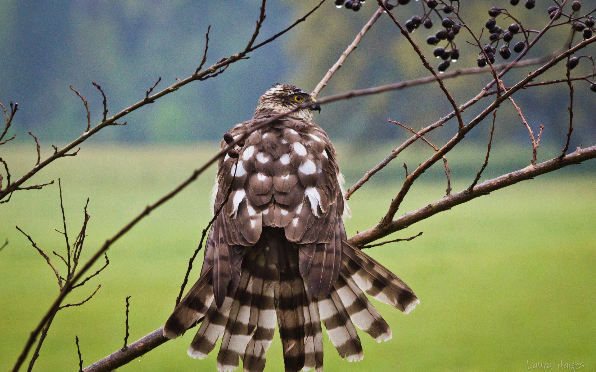 falcon, изображения, переплавка
