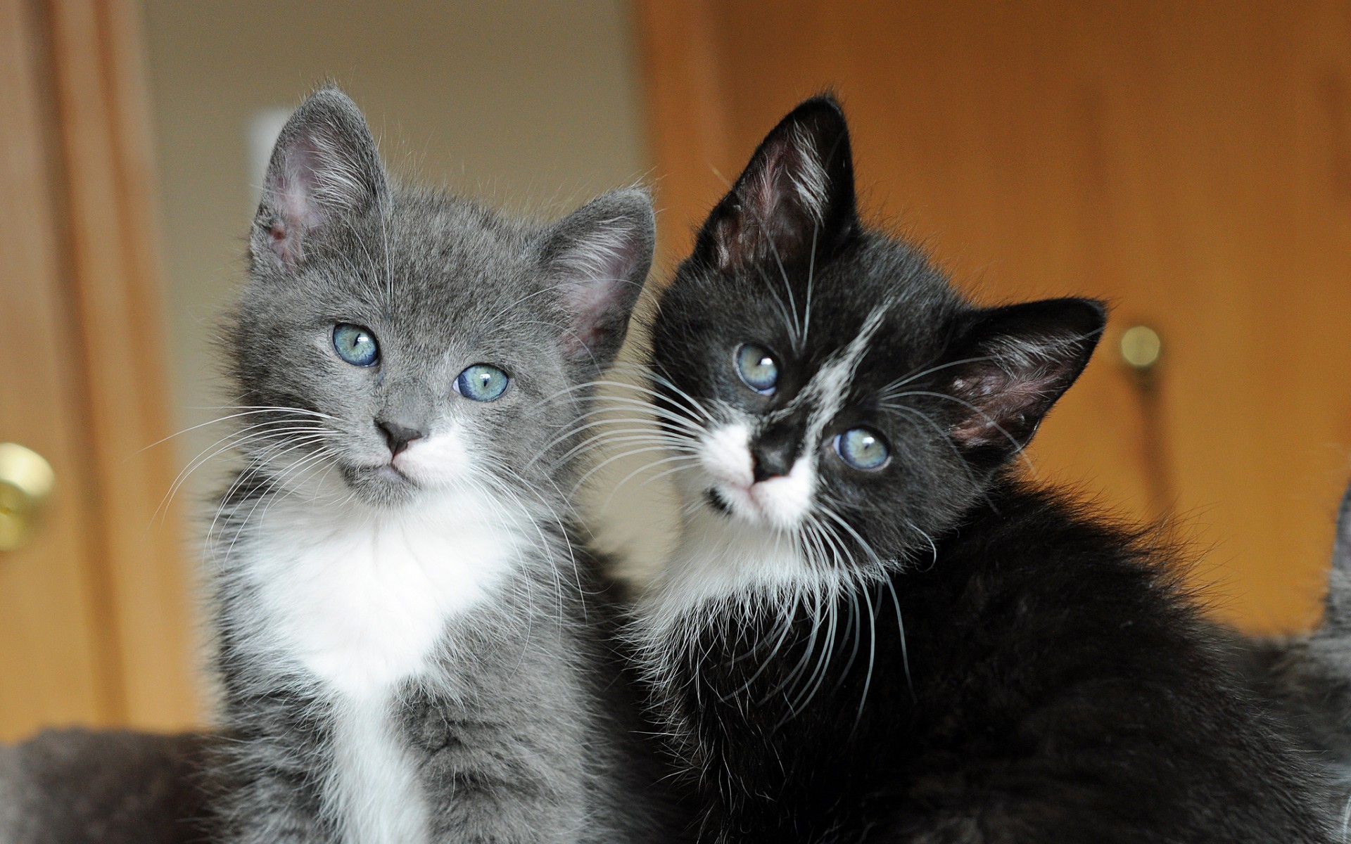 gato, gris, negro