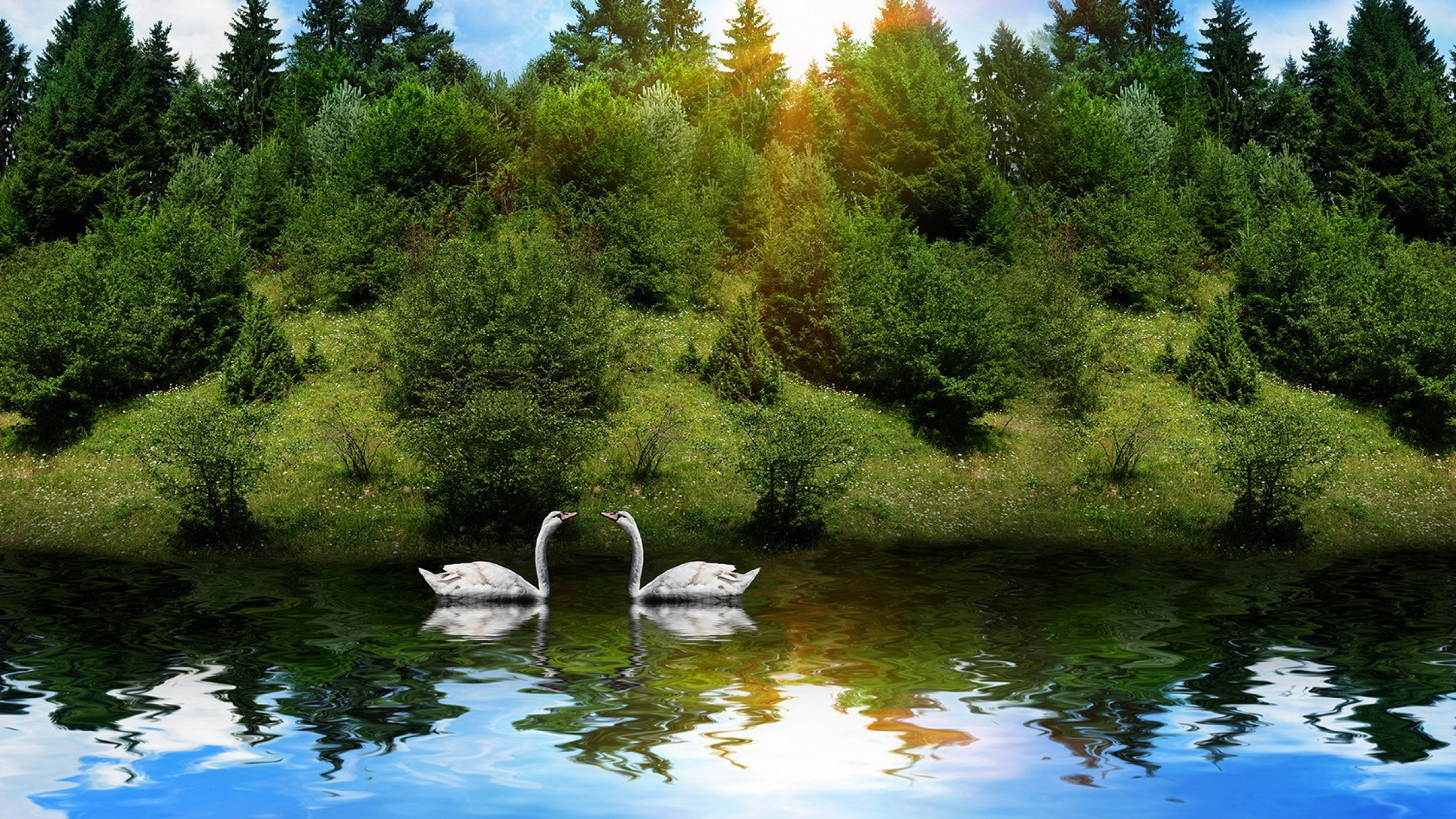 лебедь, животное, река