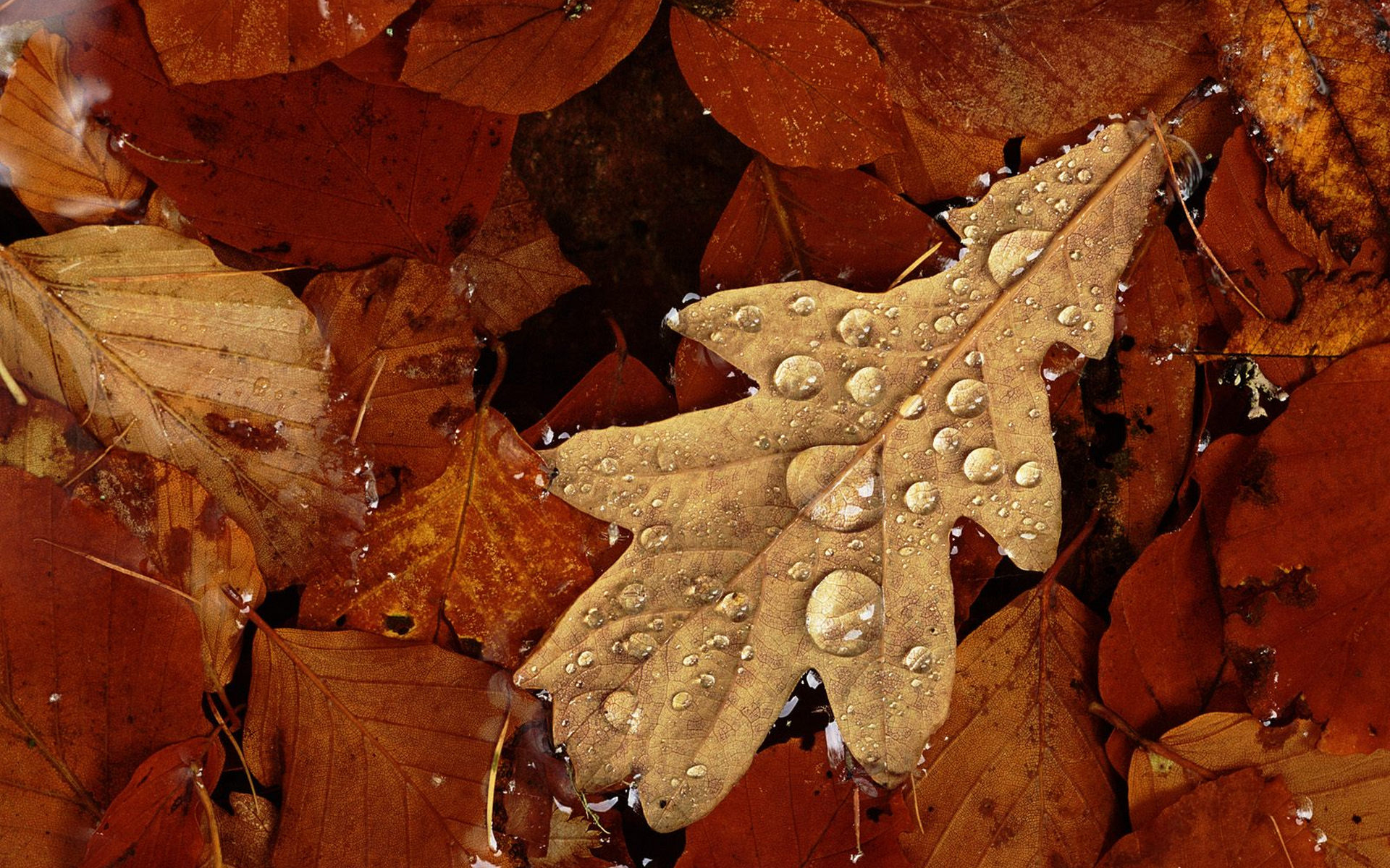 scotland, autumn, лист