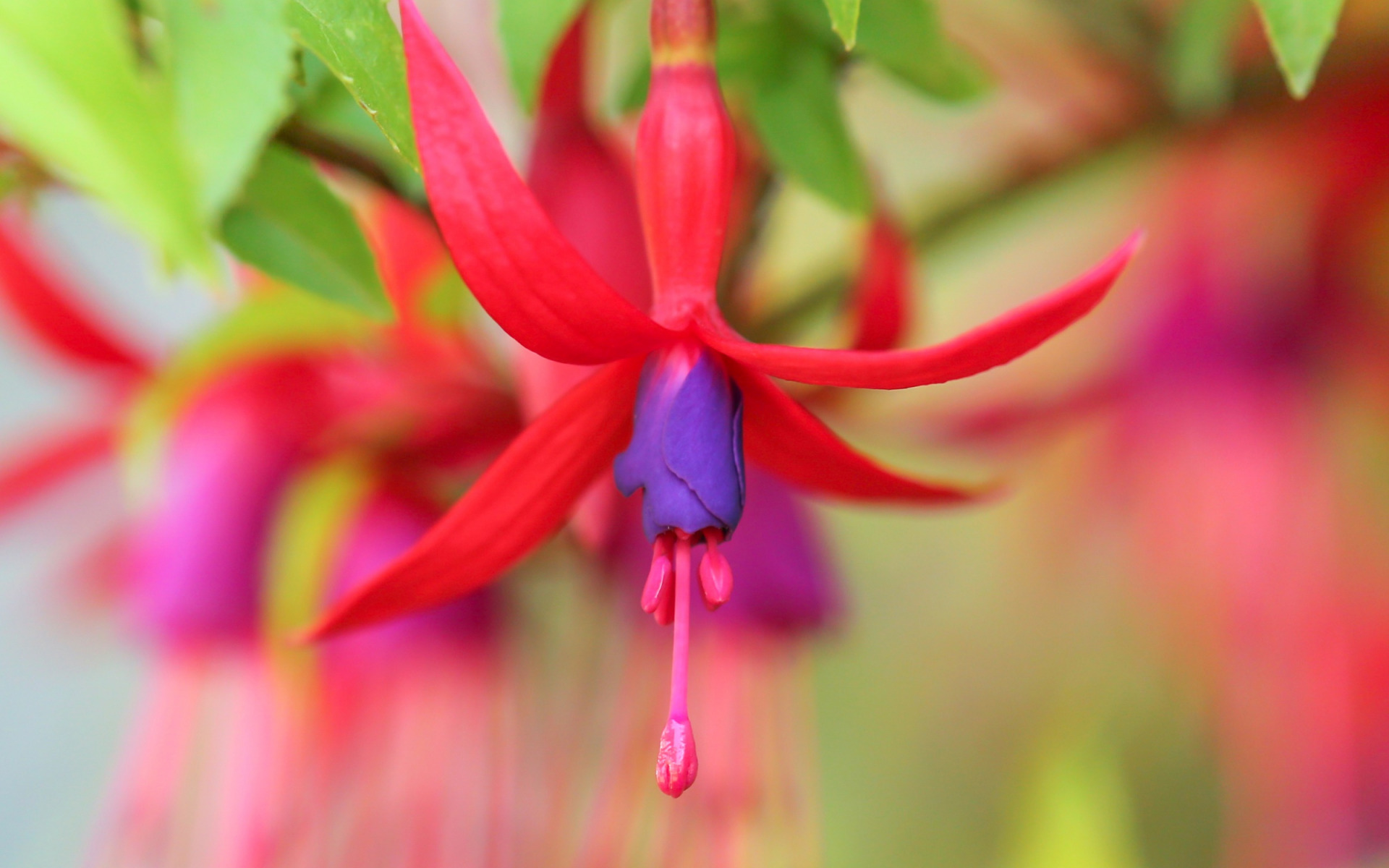 fuchsia, makryi, пиксель