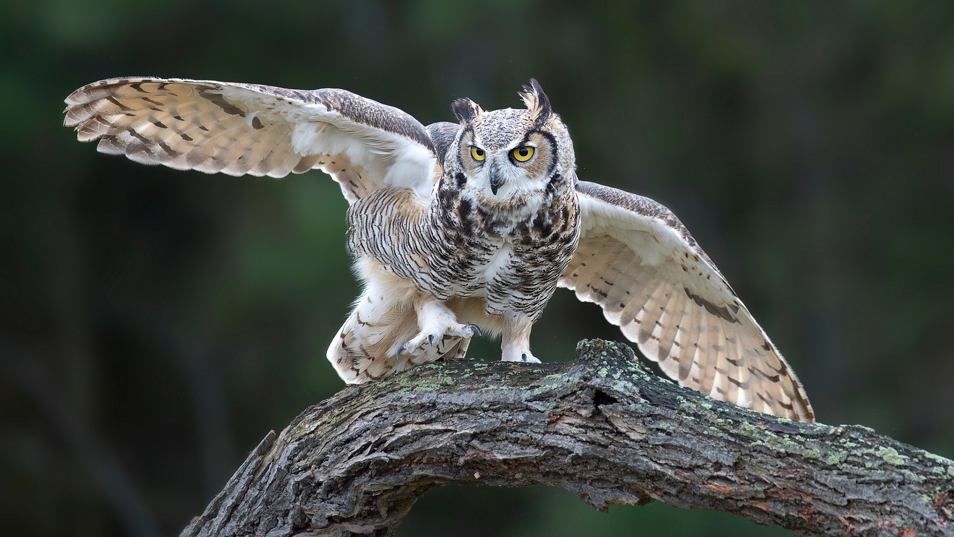 сова, филин