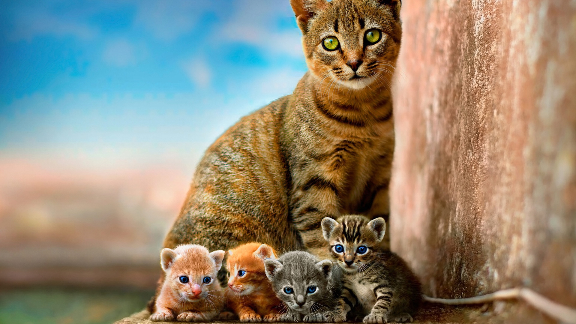 кот, котенок, ребенок