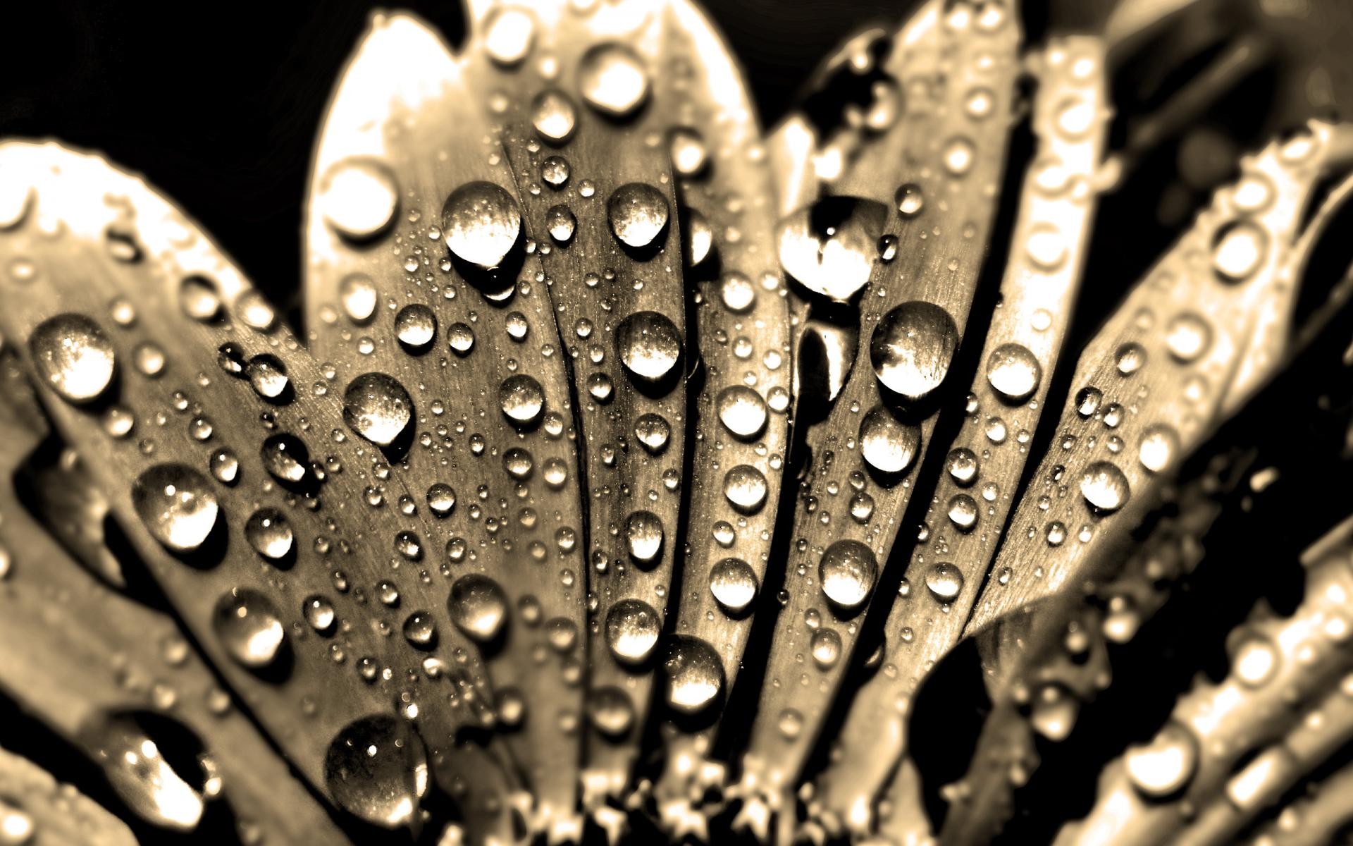 93679 Разрешение 1920x1200