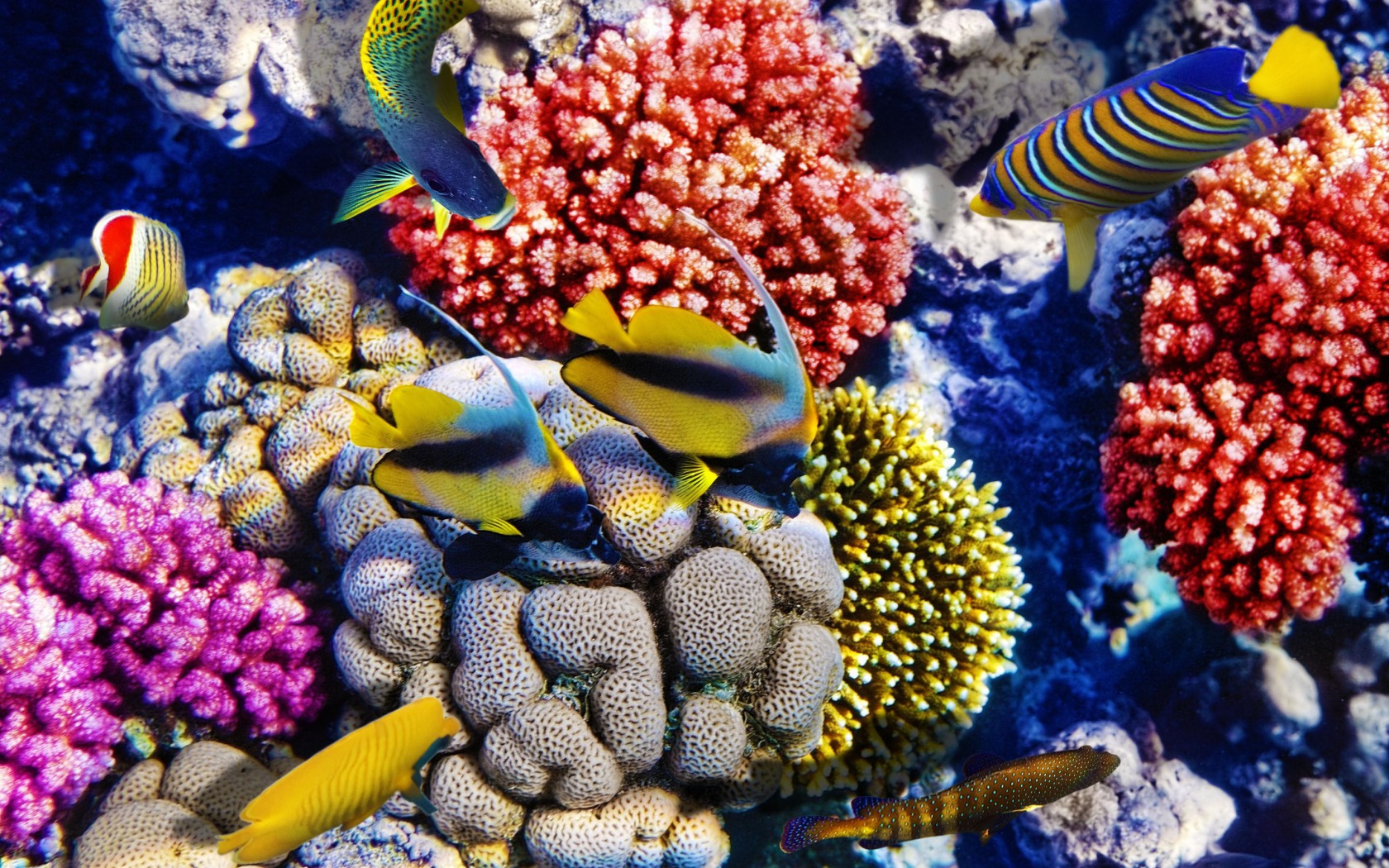 coral, reefs, риф