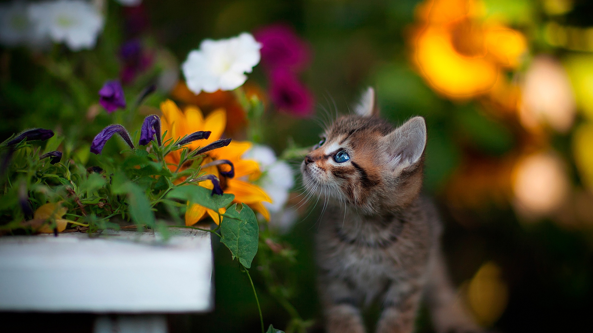 цветок, милая, котенок