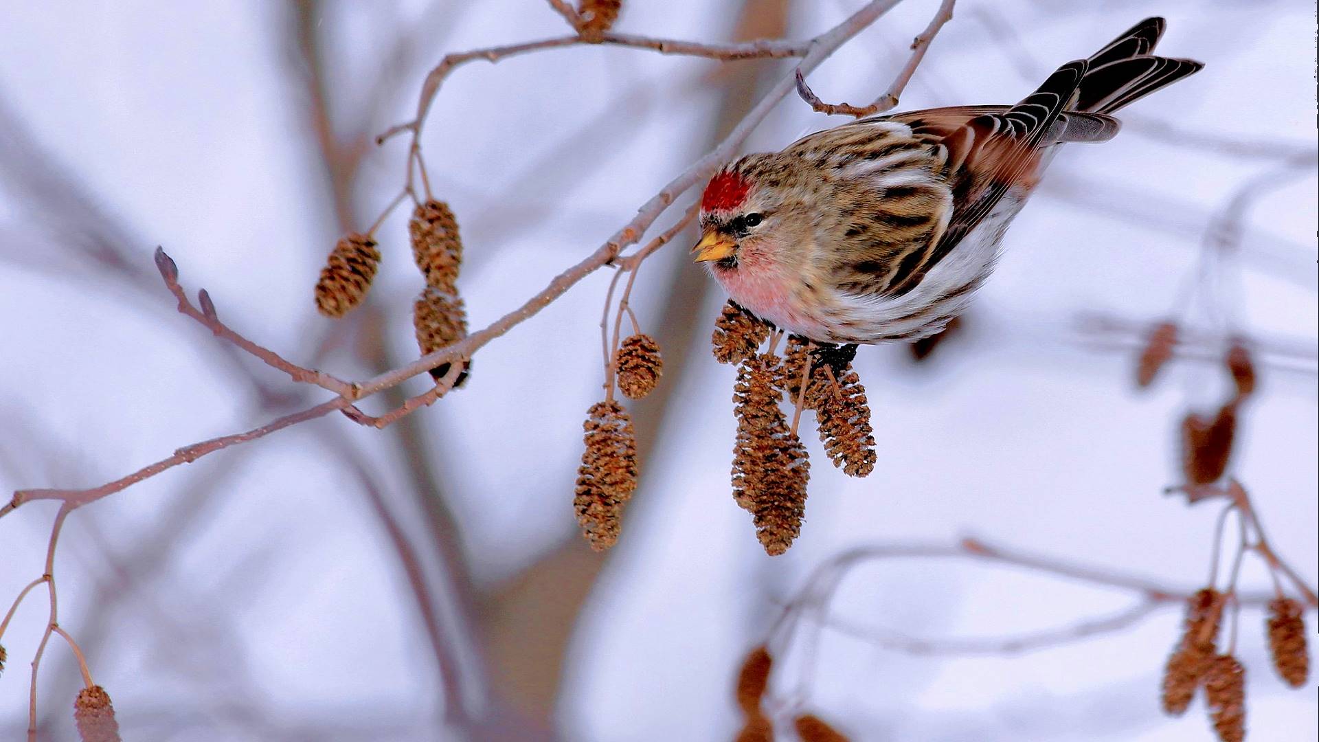 зима, животное