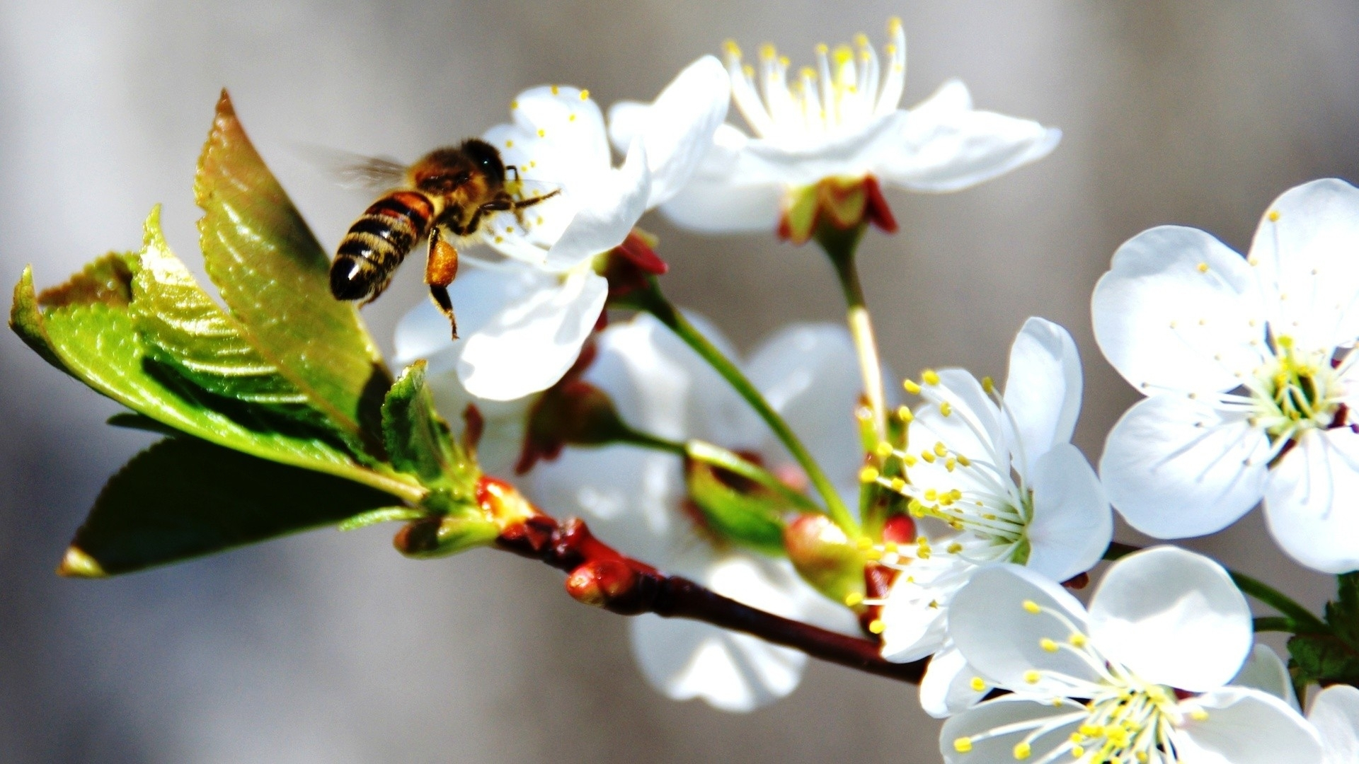 Пчела в цветке без смс