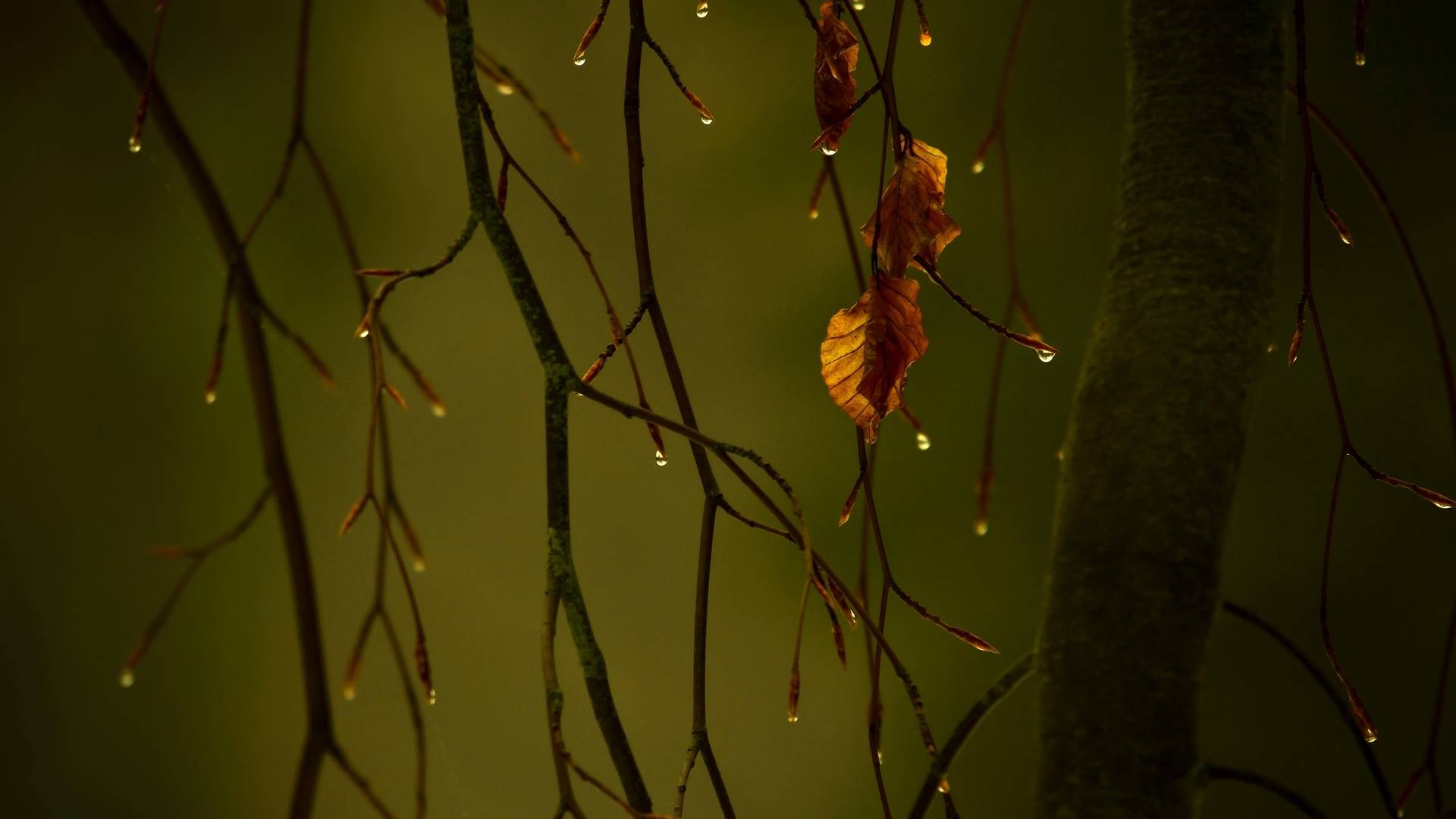 осень, капля