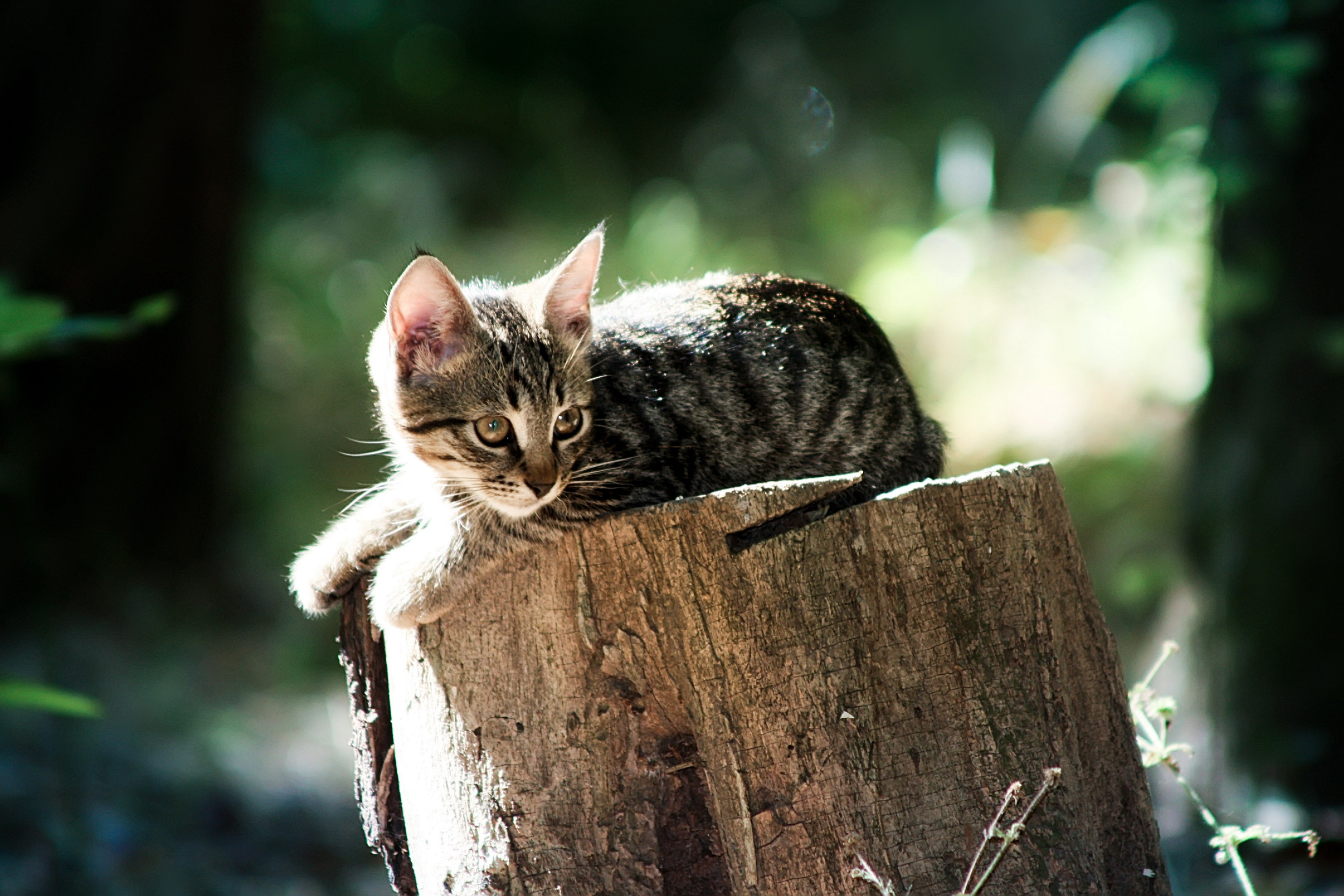 котик на пеньке