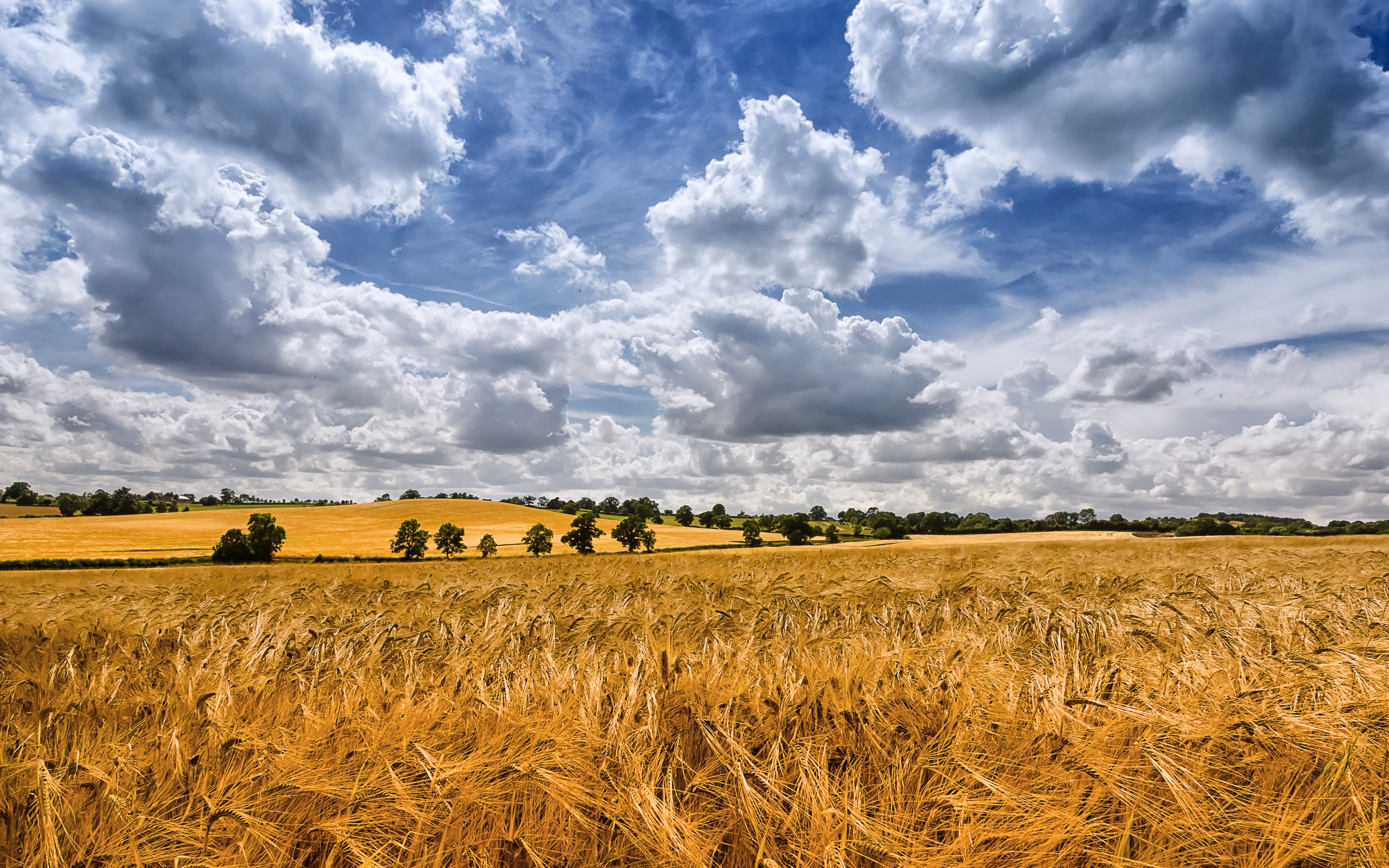 природа поле пшеница небо облака nature field wheat the sky clouds загрузить