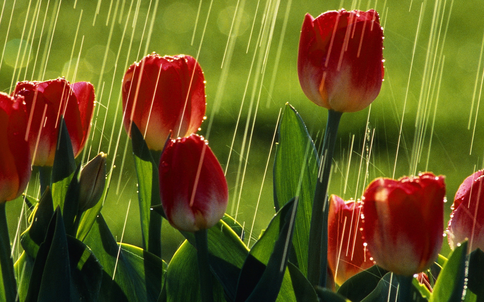 тюльпаны весна солнце бесплатно