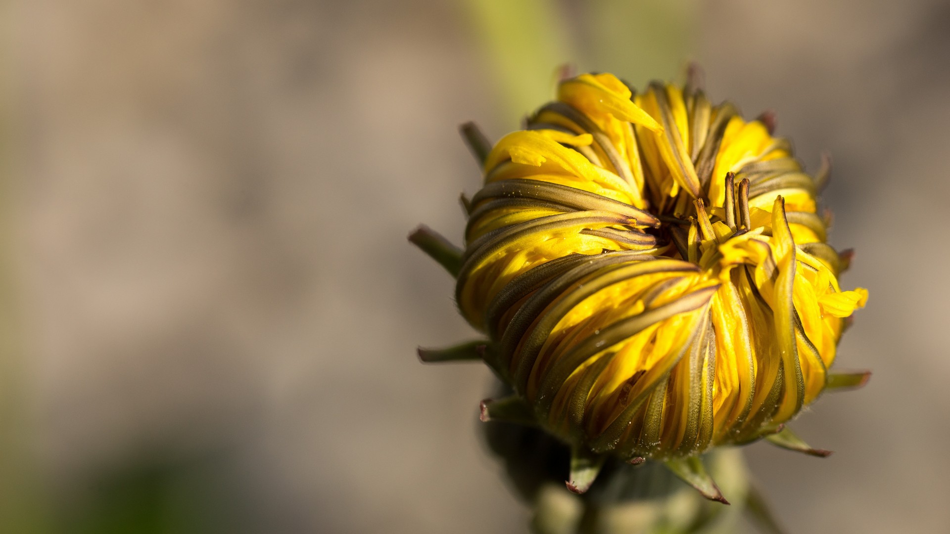одуванчик, макро, цветы