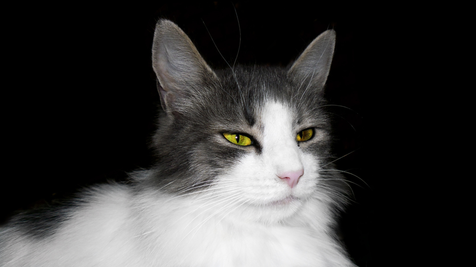 кот, белый, порода