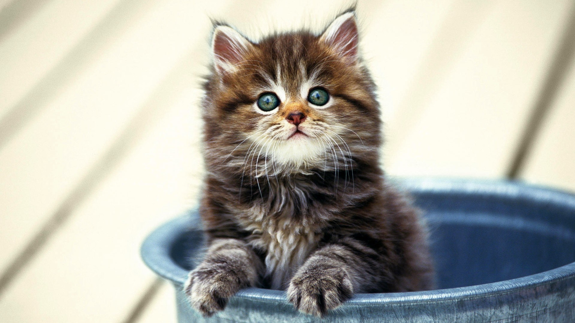маленький, котенок, успевающий