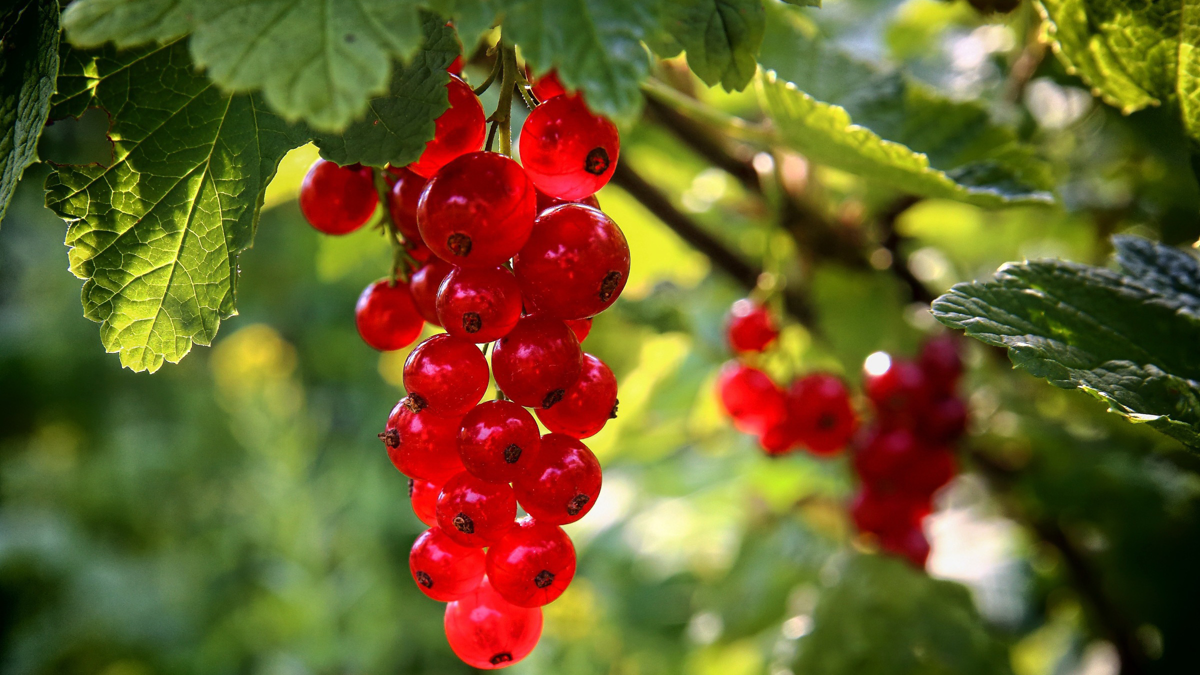 смородина, красная, расовая