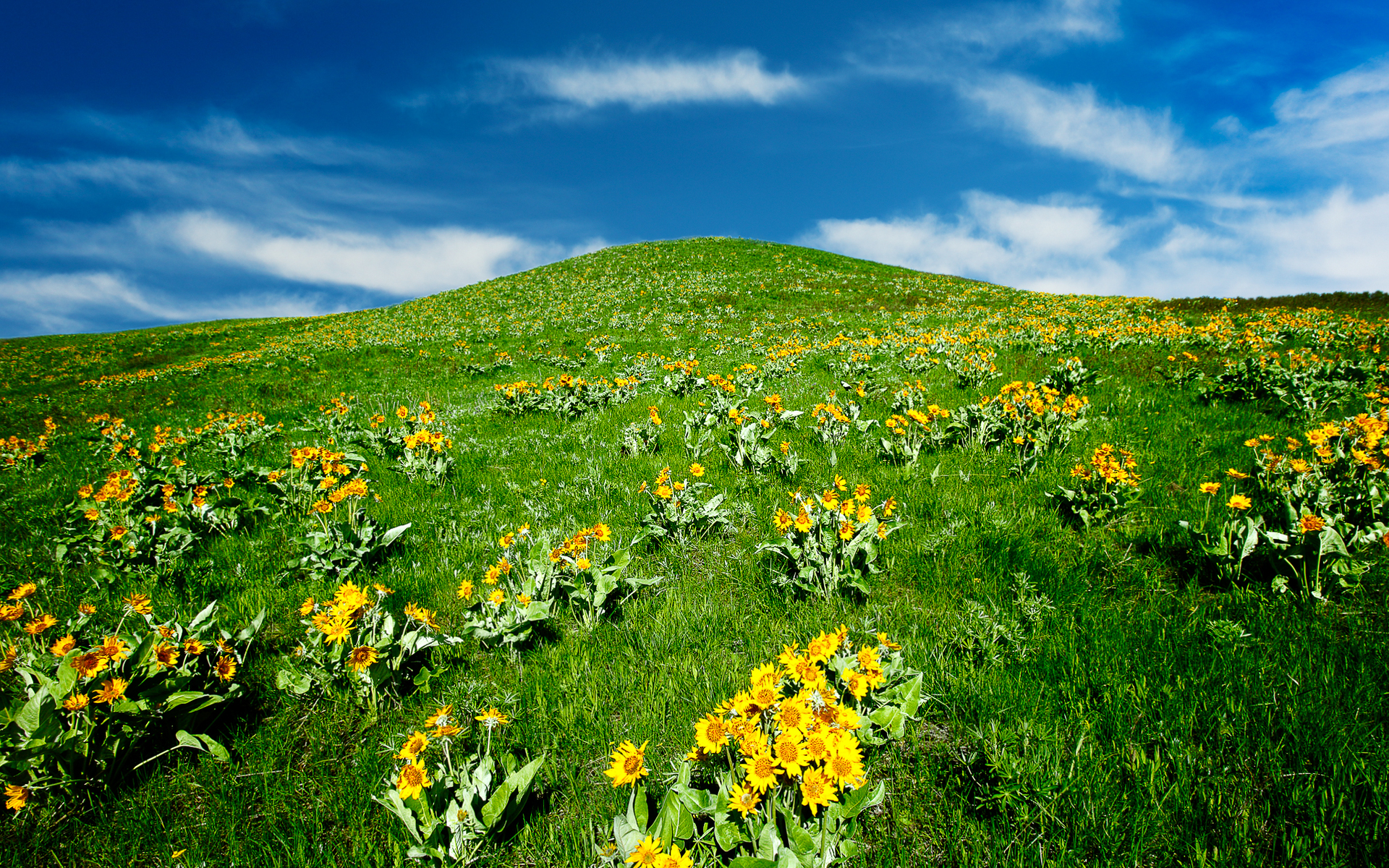 Холмы цветы. Пригорок с цветами. Желтые цветочки на холмах. Цветы на Холме. Цветок желтый холм.