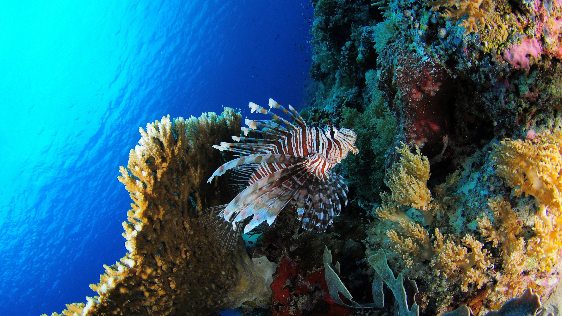 sous, marin, corail