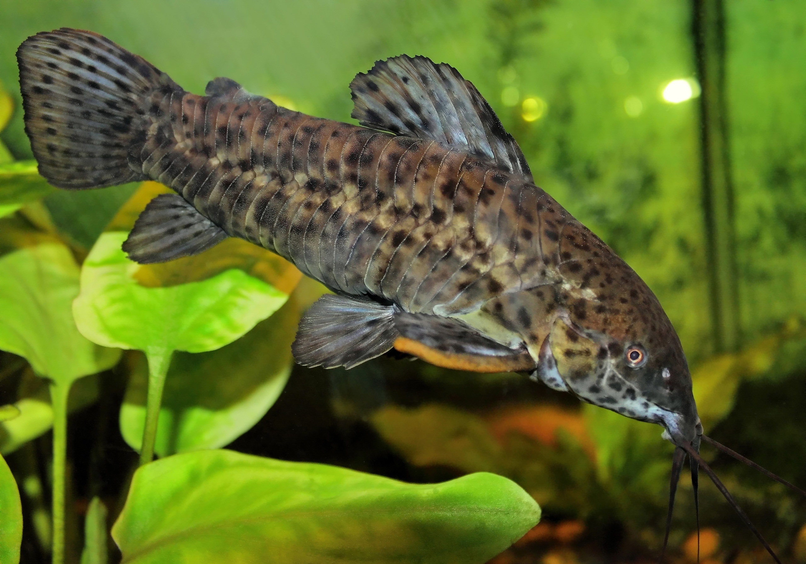 сом, catfish, таракатум