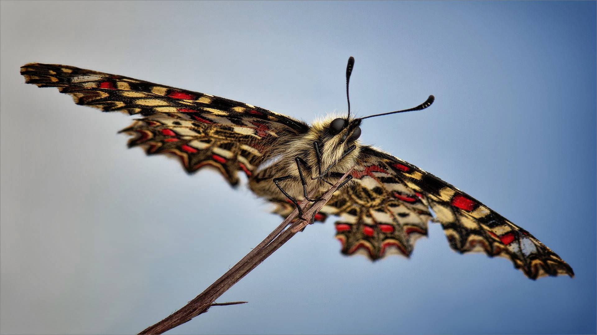 swallowtail, бабочка, википедия