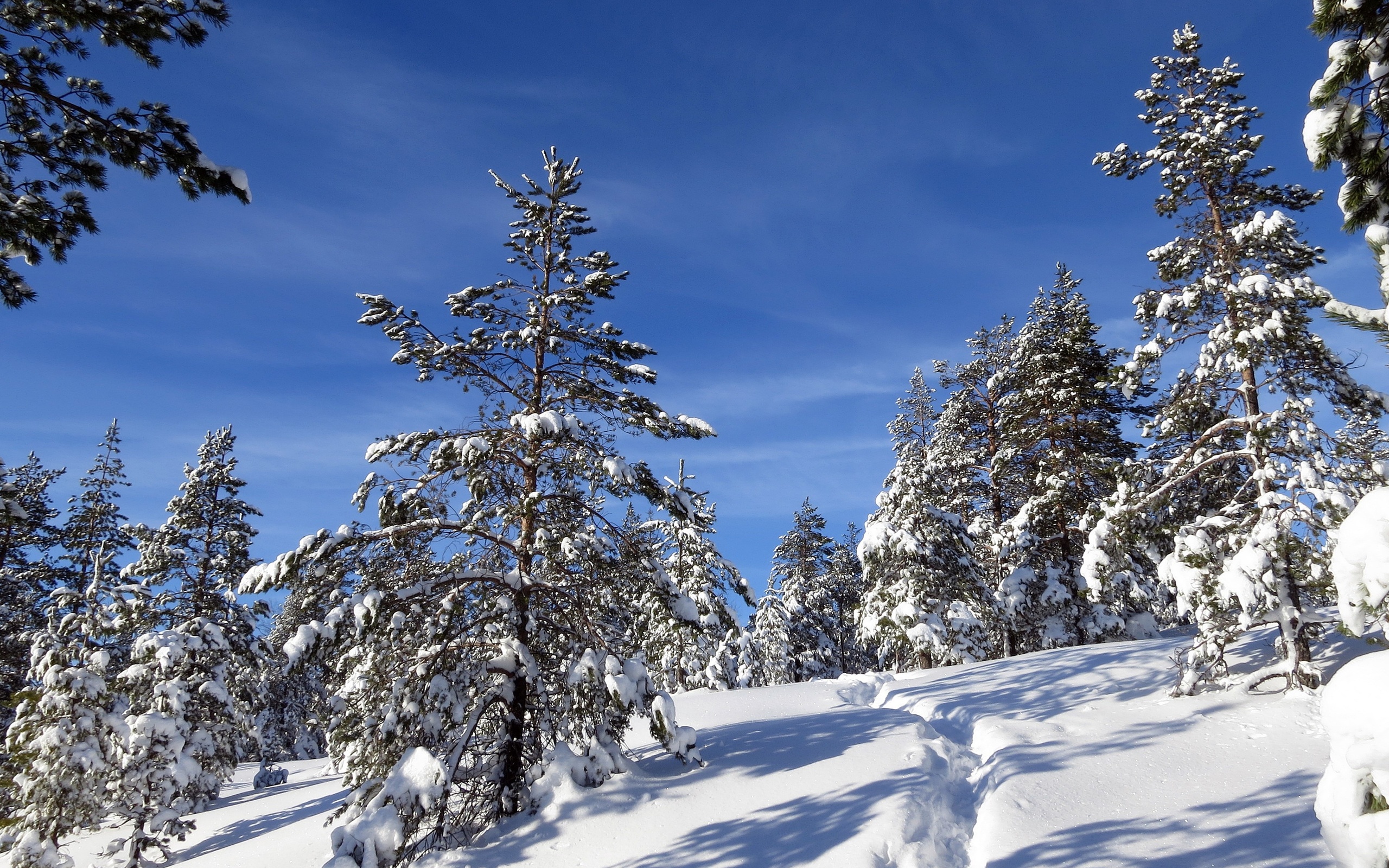 Природа 208947