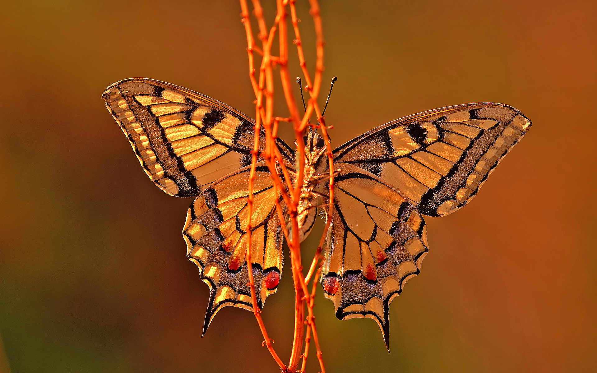 fondos, pantalla, mariposas