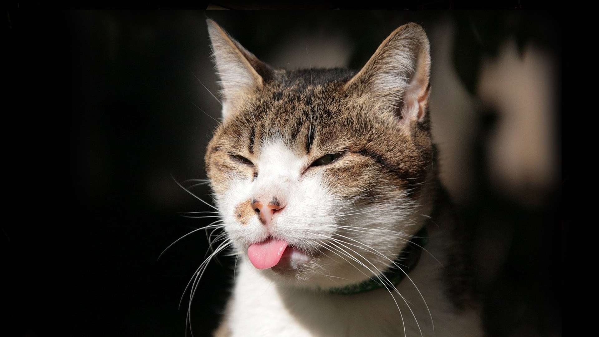 кошка, которая высовывает язык