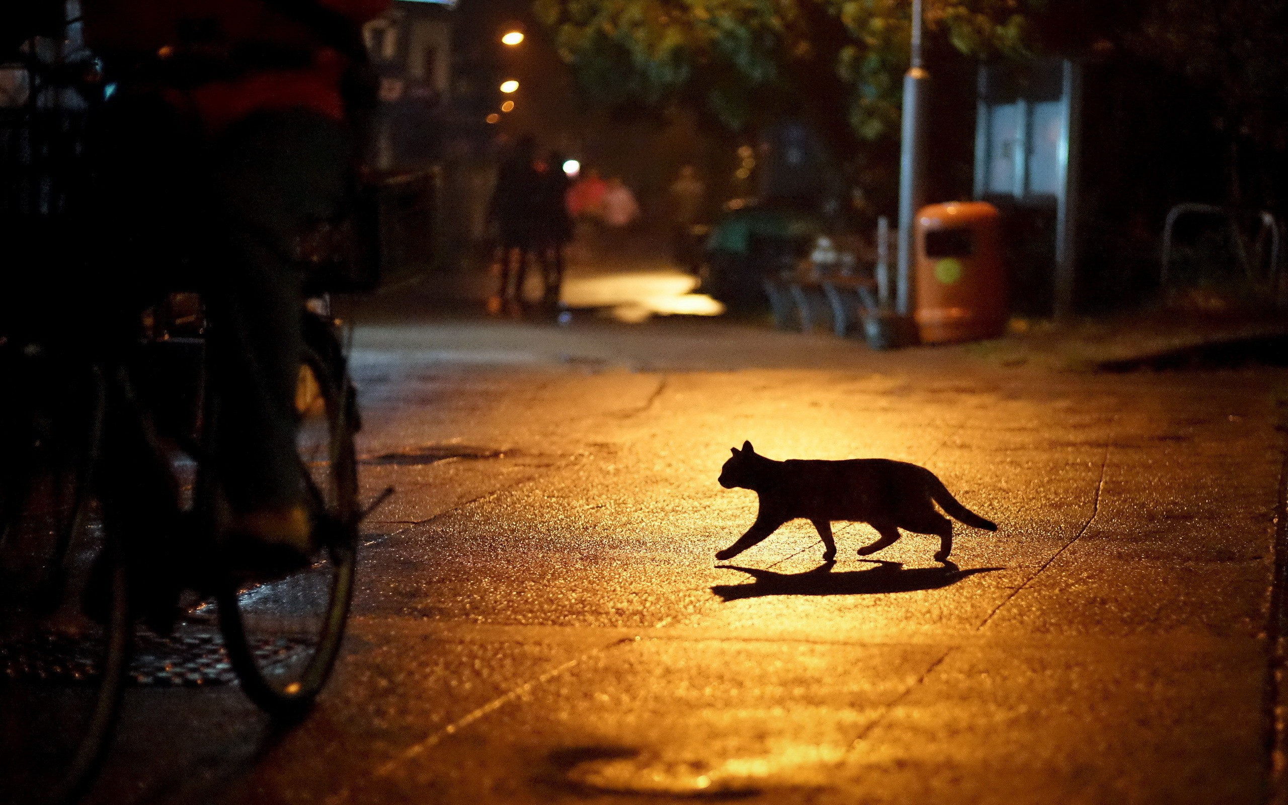 кот, ночь, силуэт