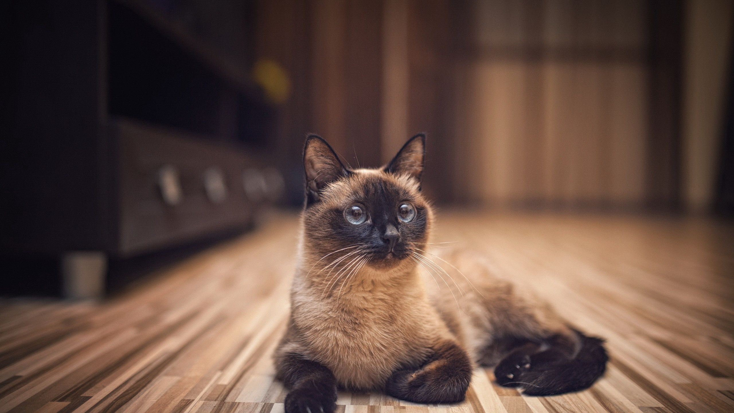 кот, сиамская, лежит